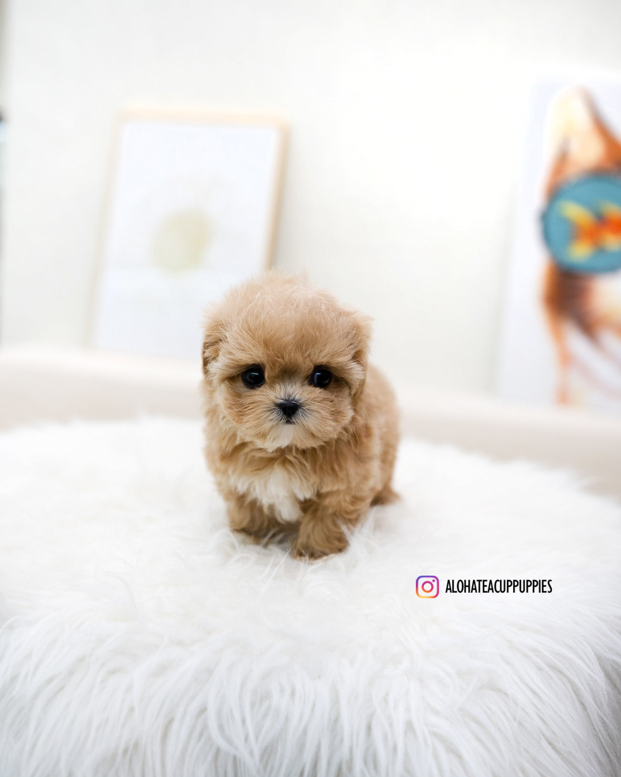 Mignon [TEACUP MALTIPOO]