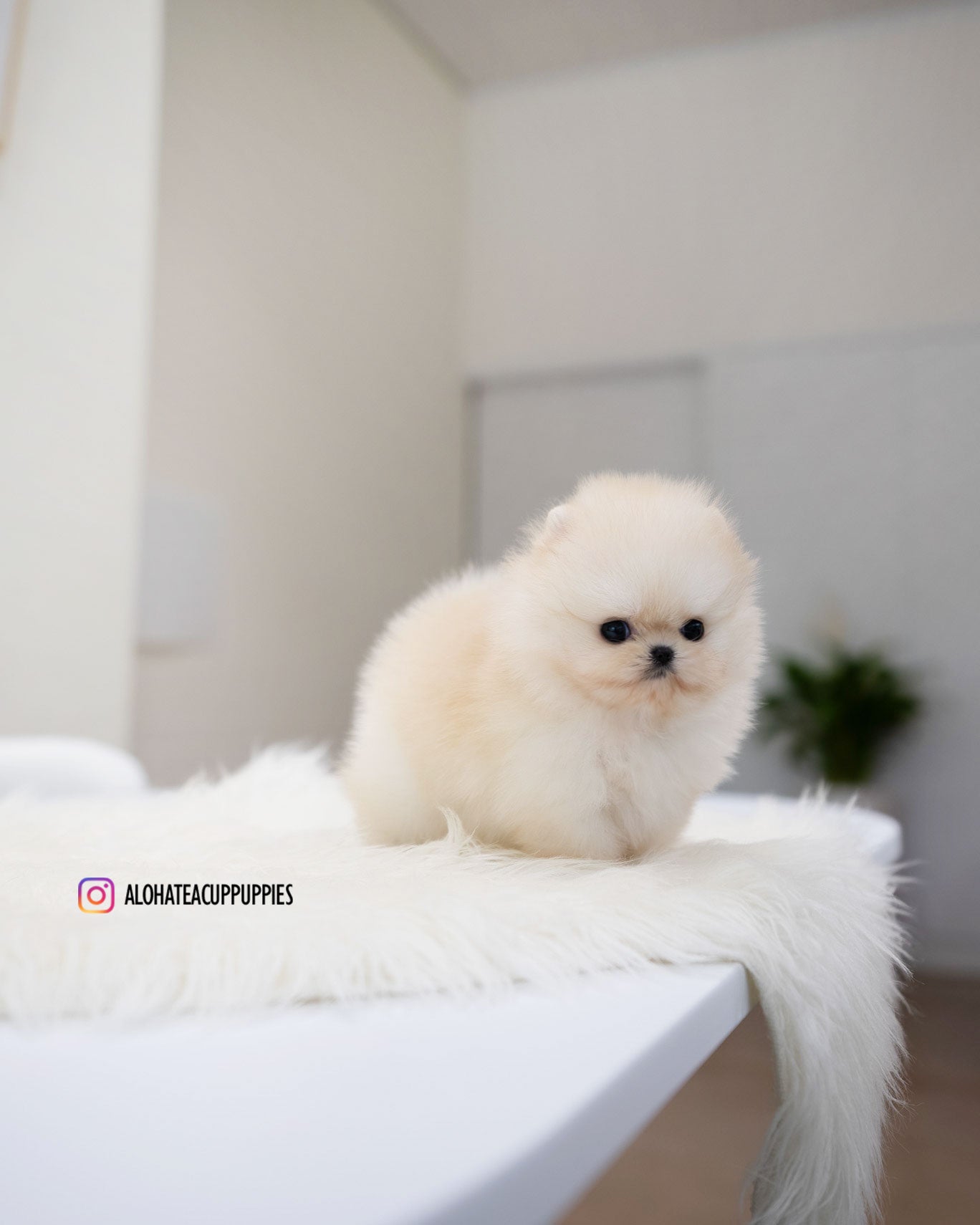Mary [POMERANIA TAZA DE TÉ]