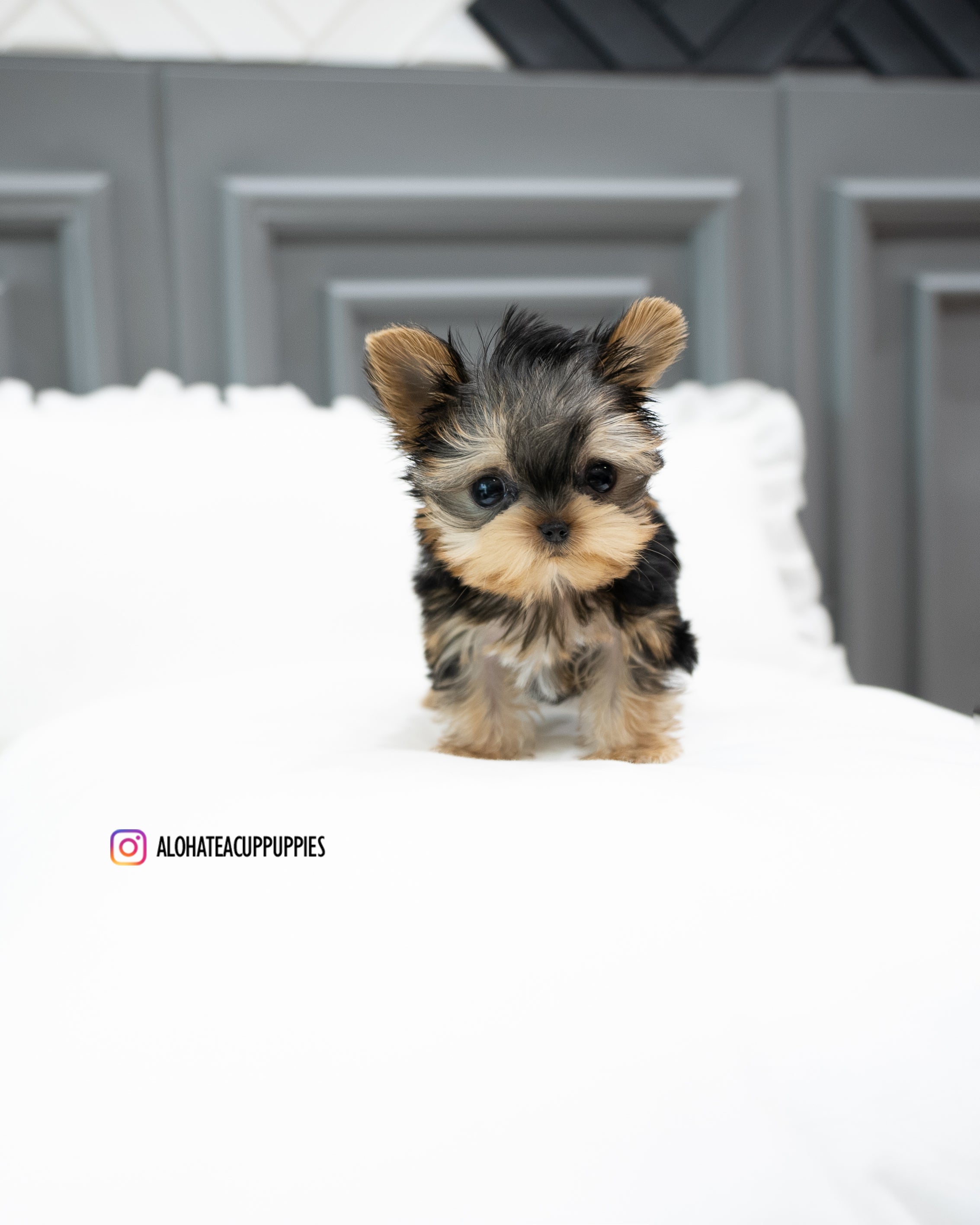 Bailey [TEACUP YORKIE]