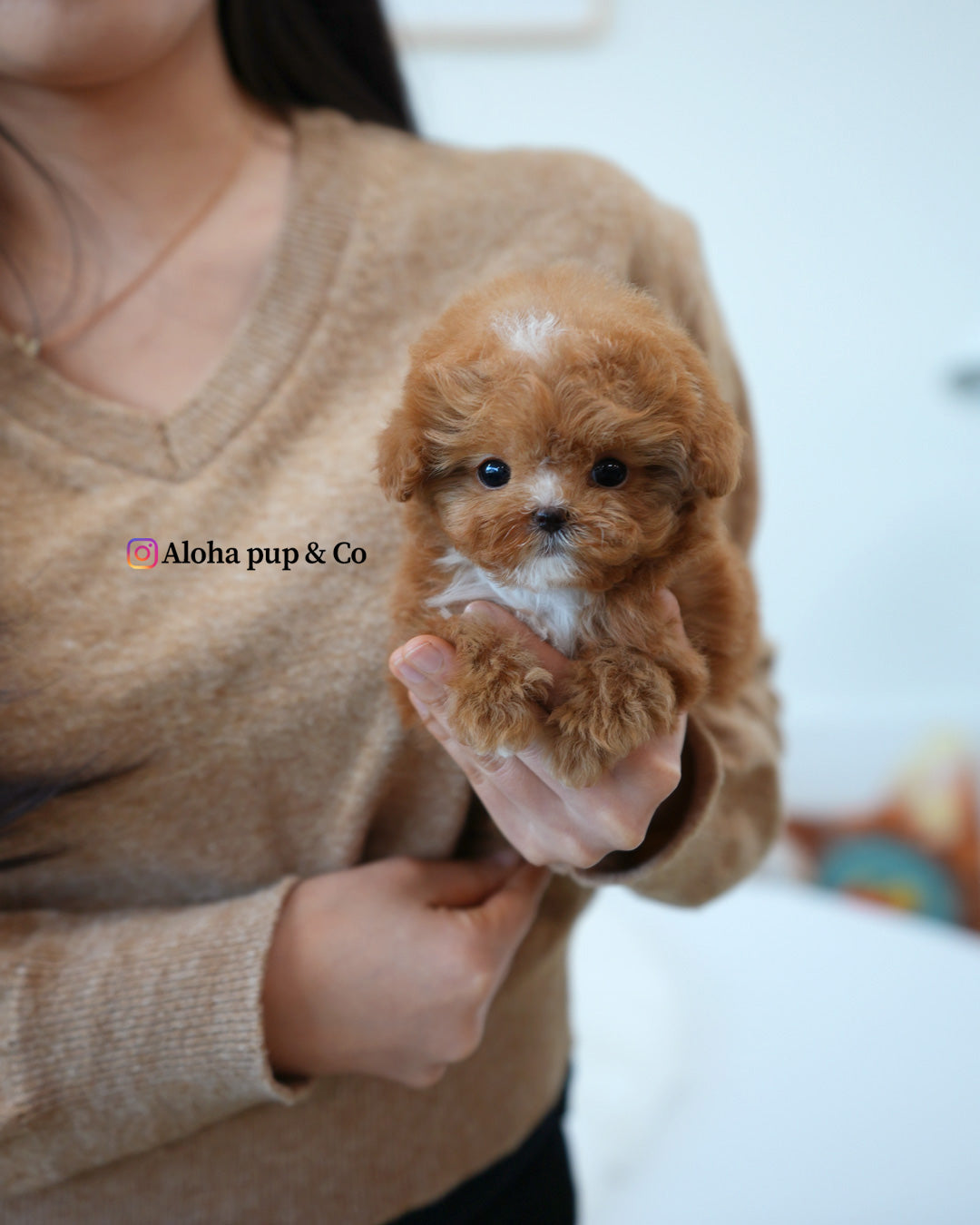Barbie [TEACUP MALTIPOO]