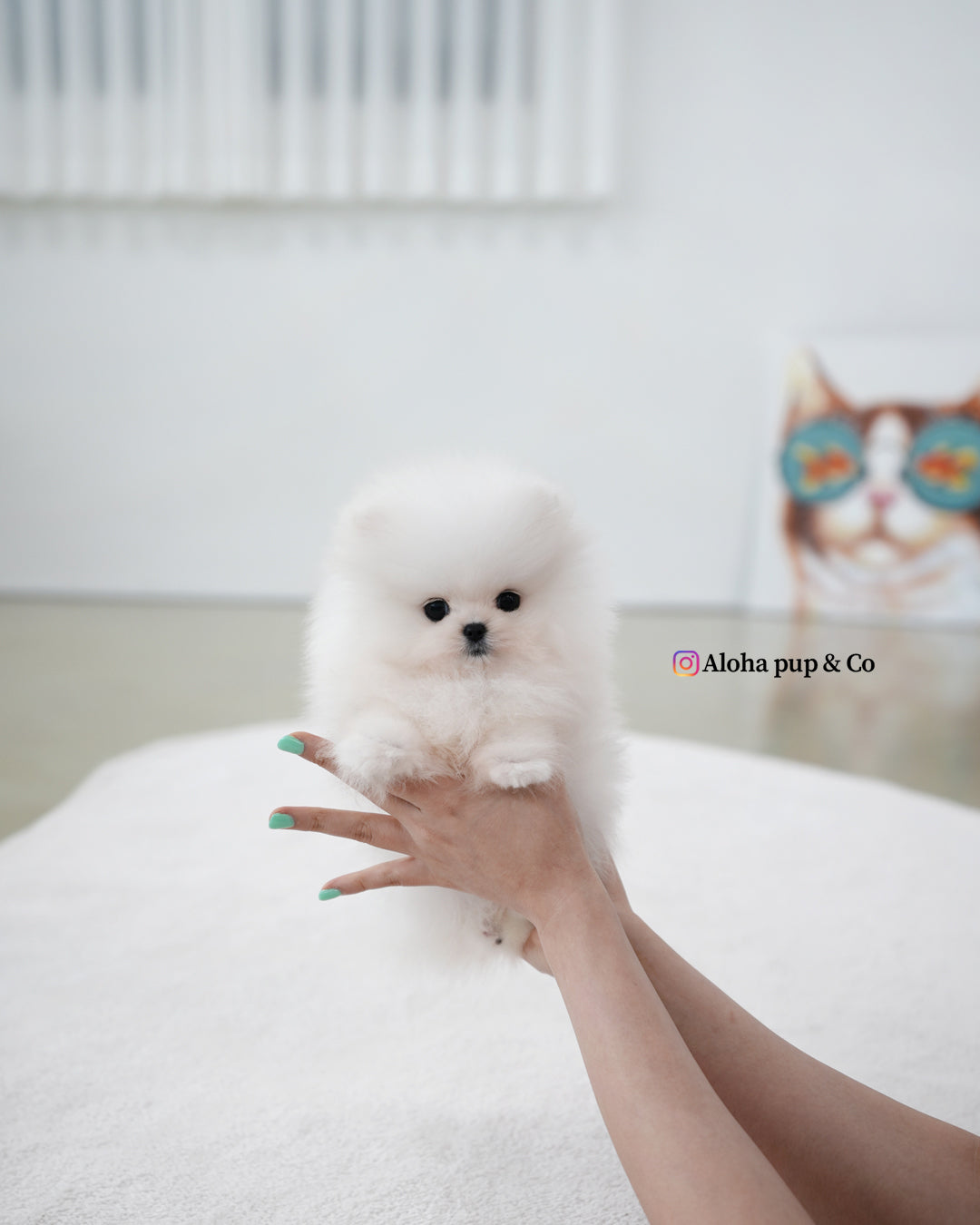 Fiel [POMERANIA TAZA DE TÉ]