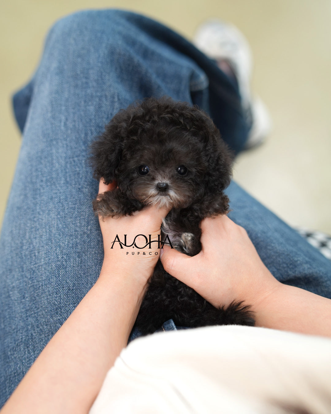 Bijou [Teacup POODLE]