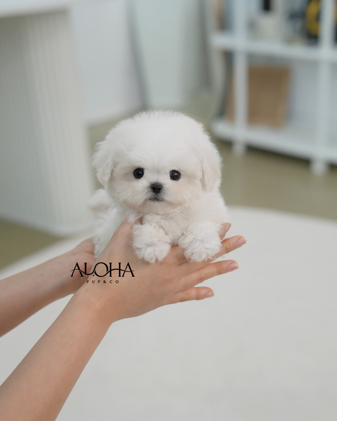 Bubble [TEACUP BICHON Frise]