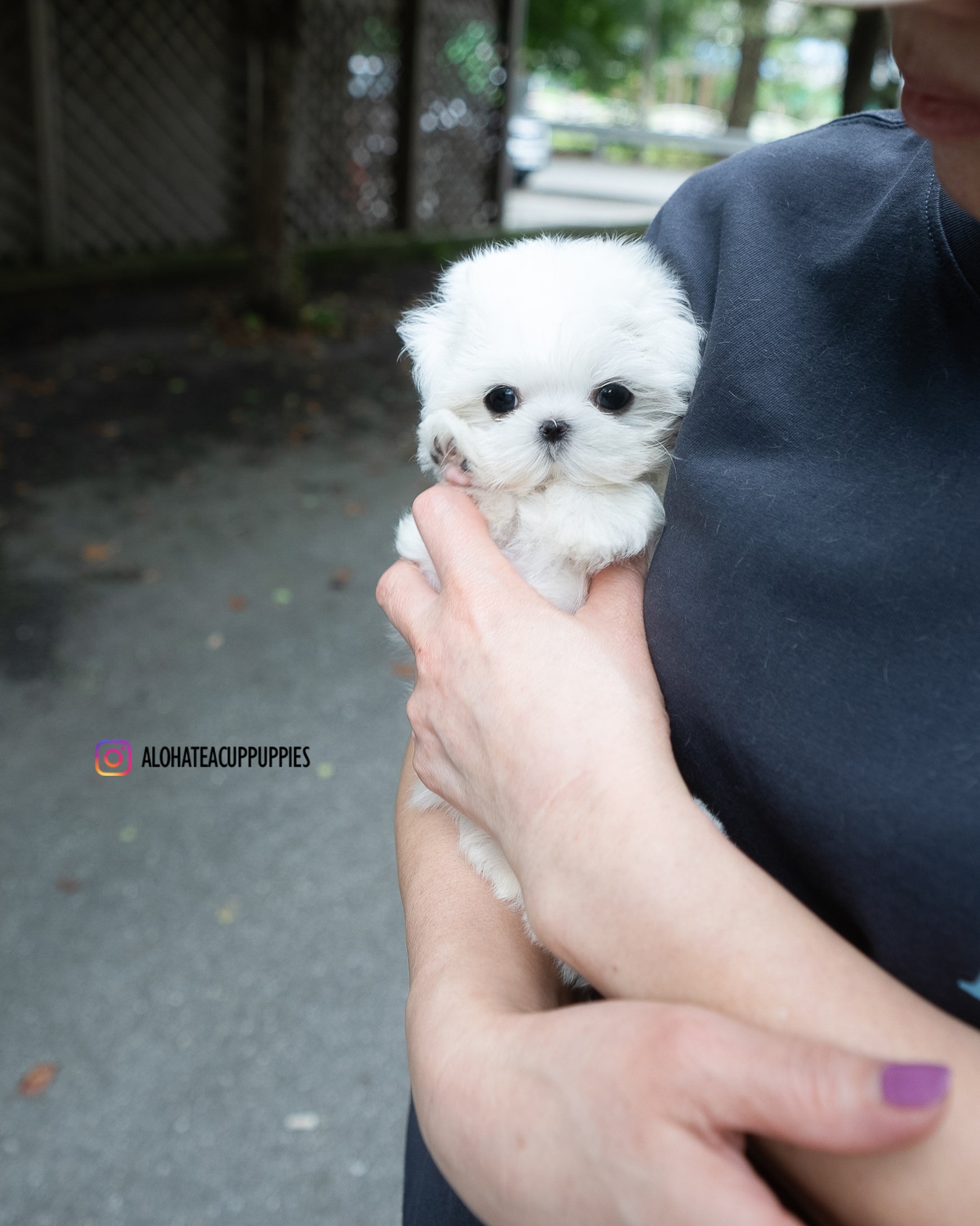 Ian [TEACUP MALTESE]