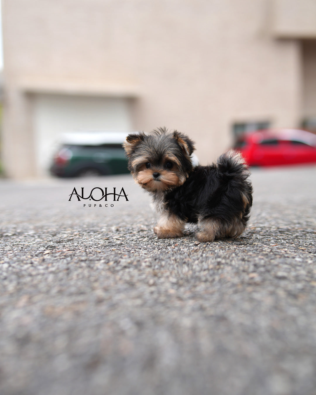 Boba [Teacup Morkie]