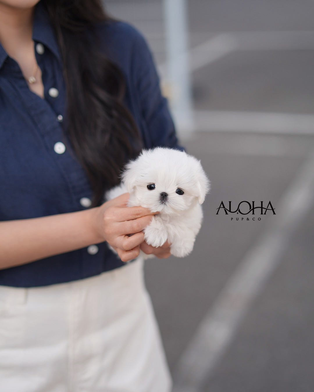 Suri [Maltés DE TAZA DE TÉ]