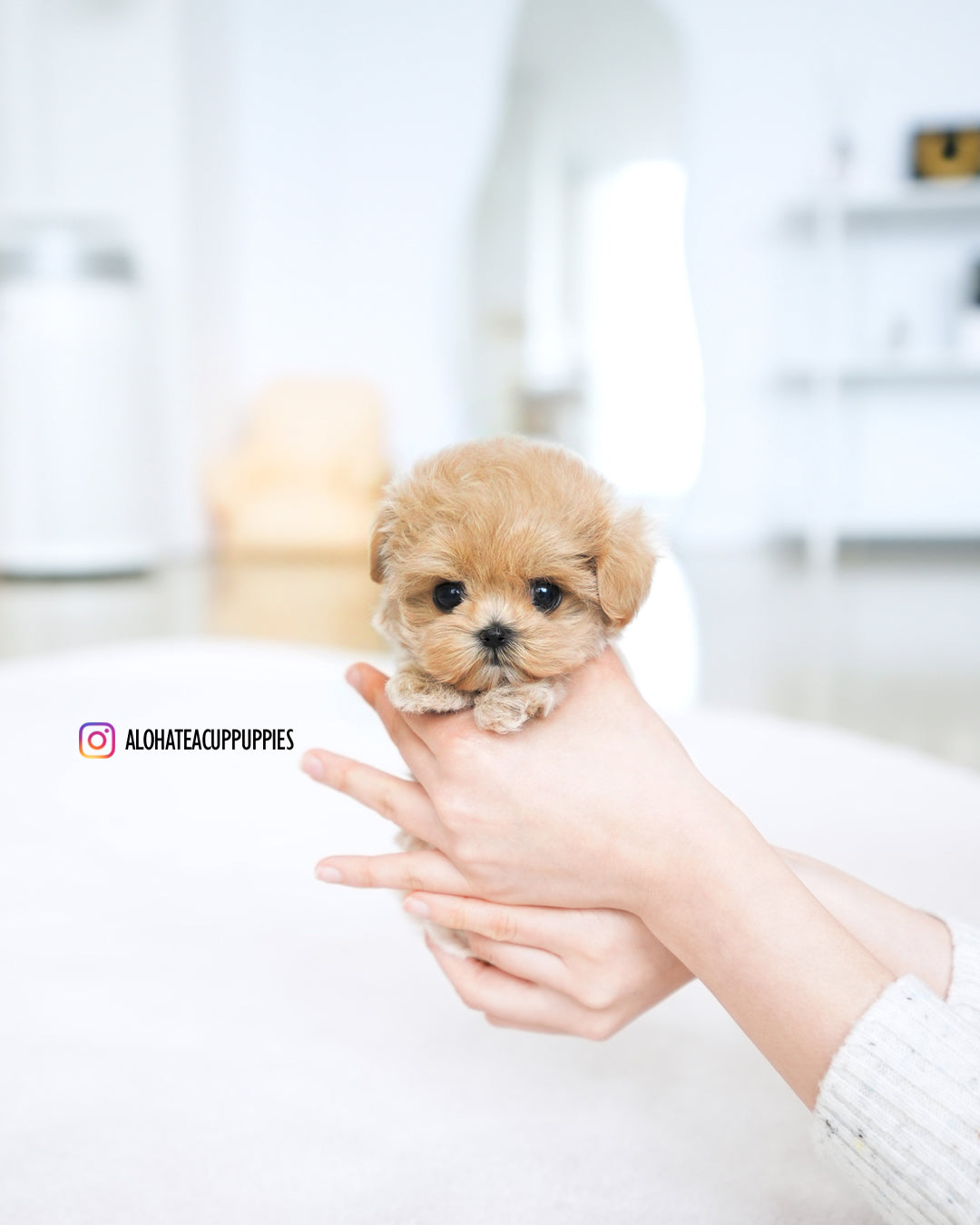 Della [TEACUP MALTIPOO]