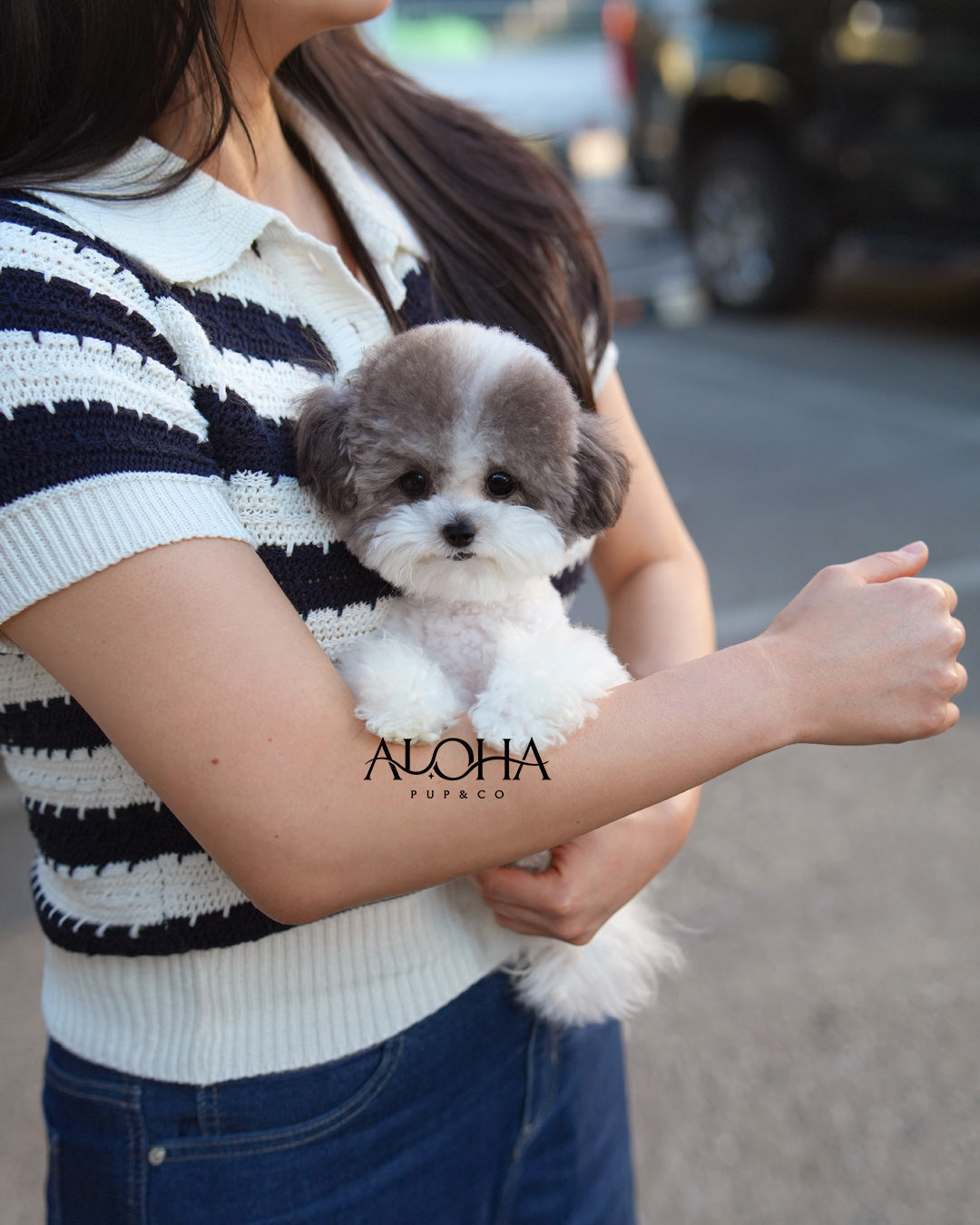 Laurent [Micro Teacup POODLE]