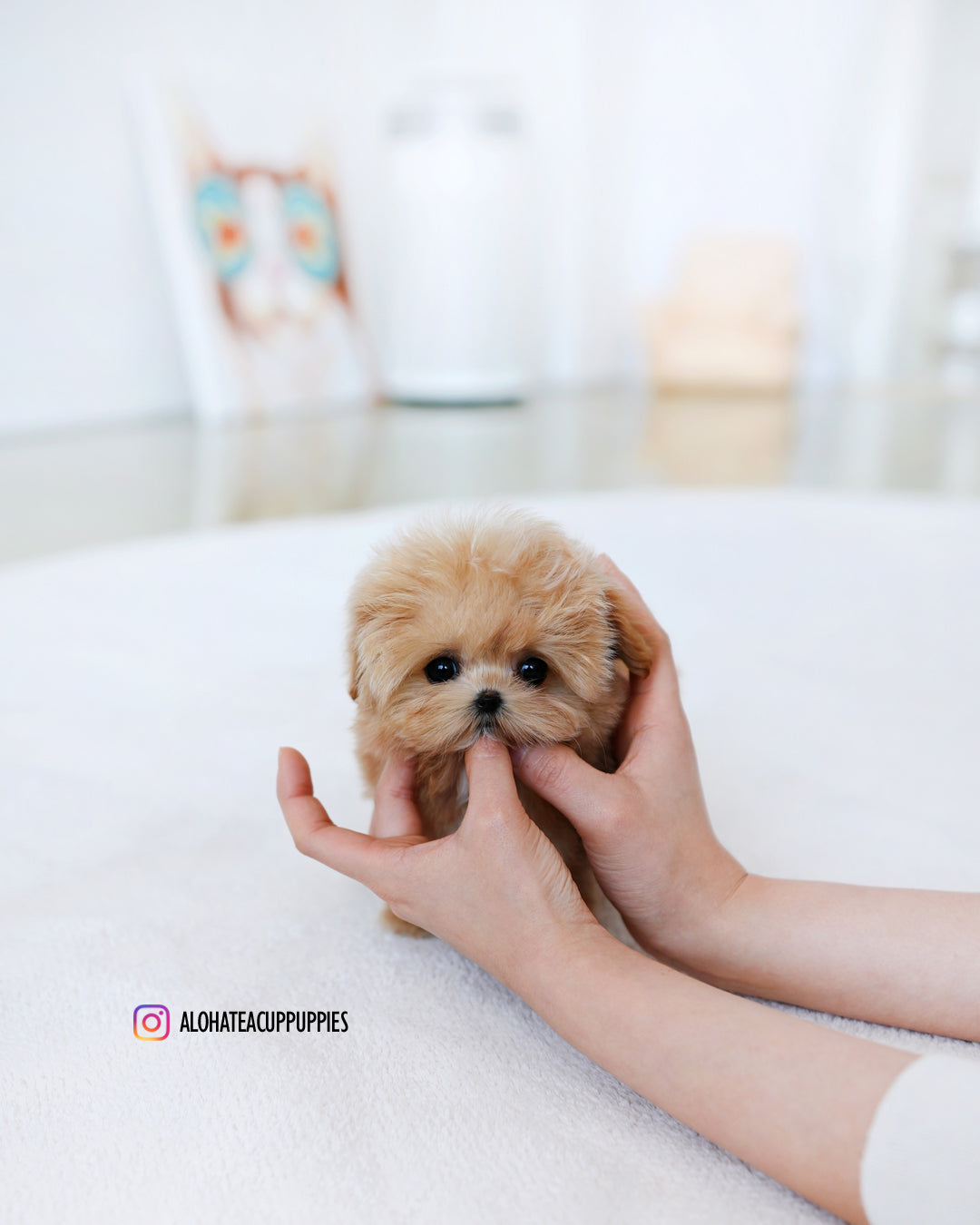 Ringo [TEACUP MALTIPOO]