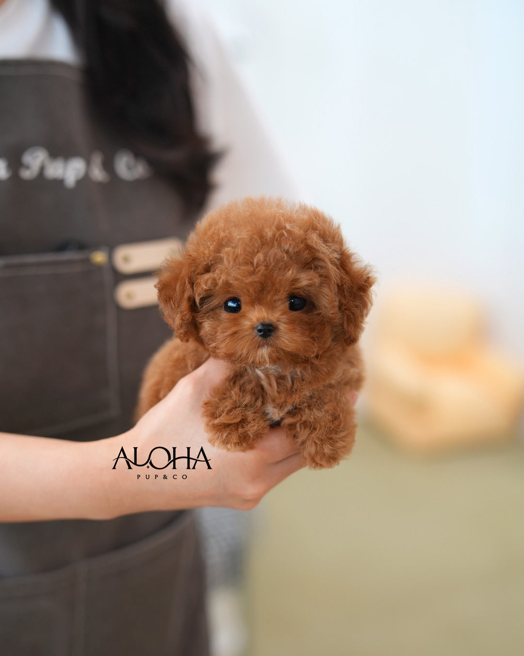 Cherry [TEACUP MALTIPOO]