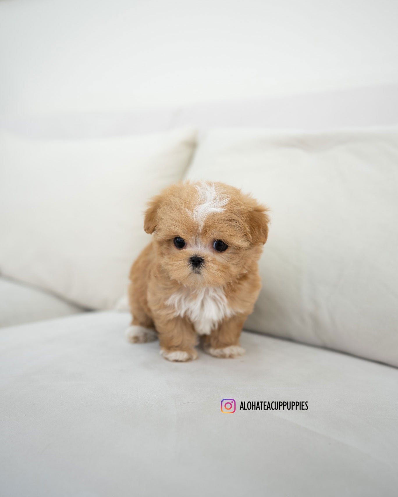 Eden [TEACUP MALTIPOO]