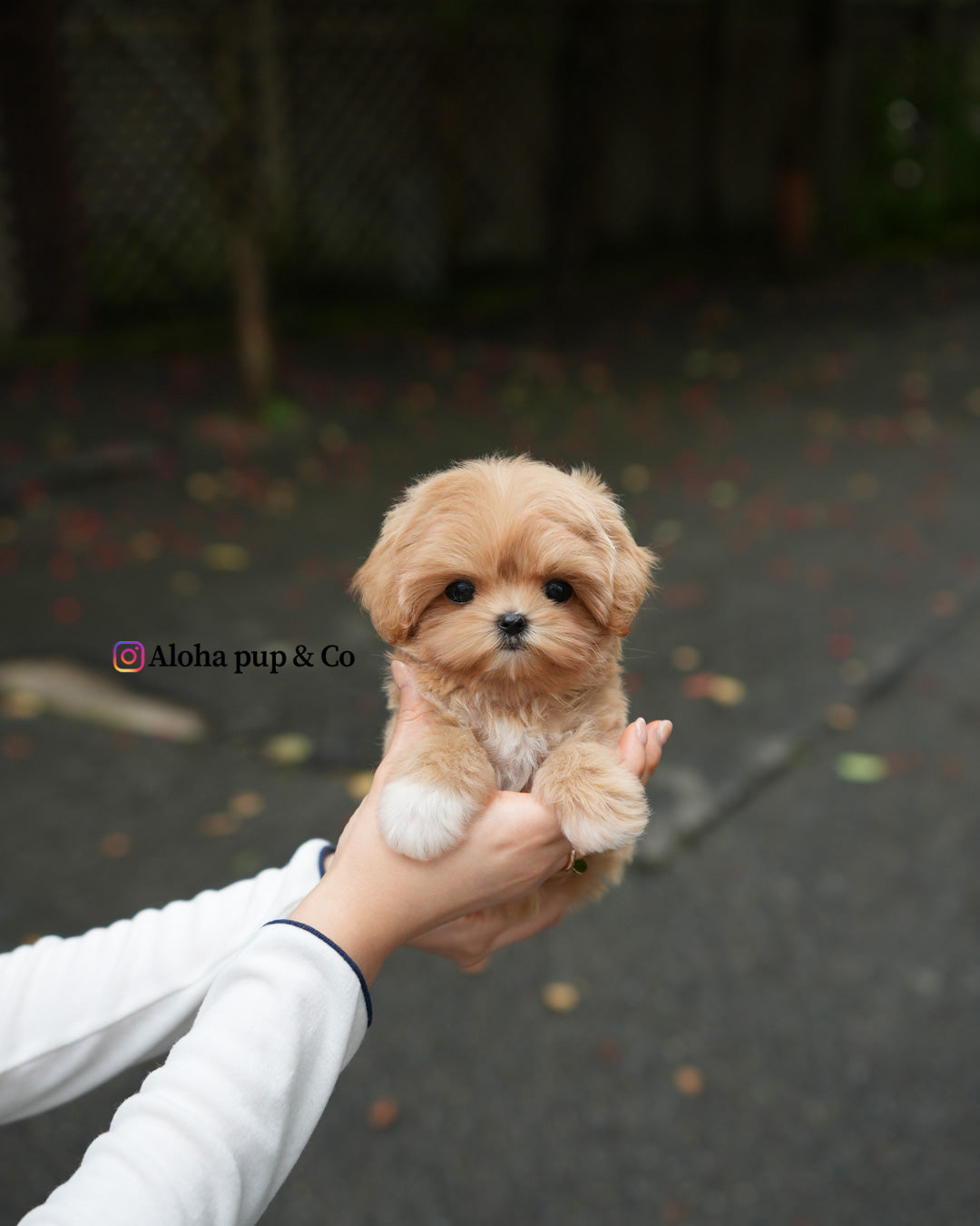 Margo [TEACUP MALTIPOO]
