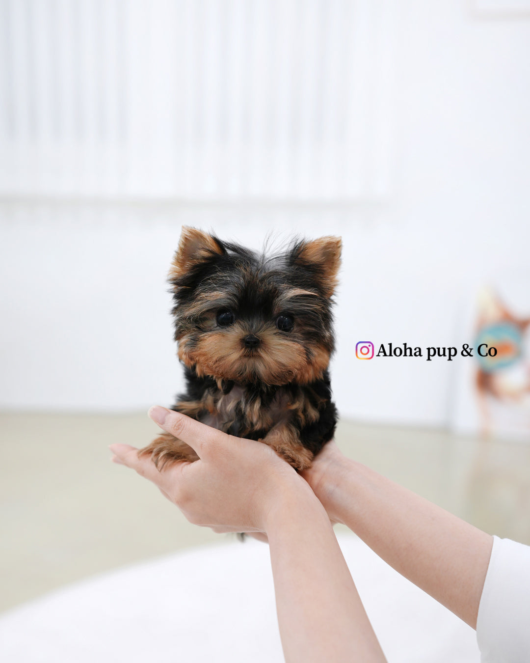 Bebe [Teacup YORKIE]