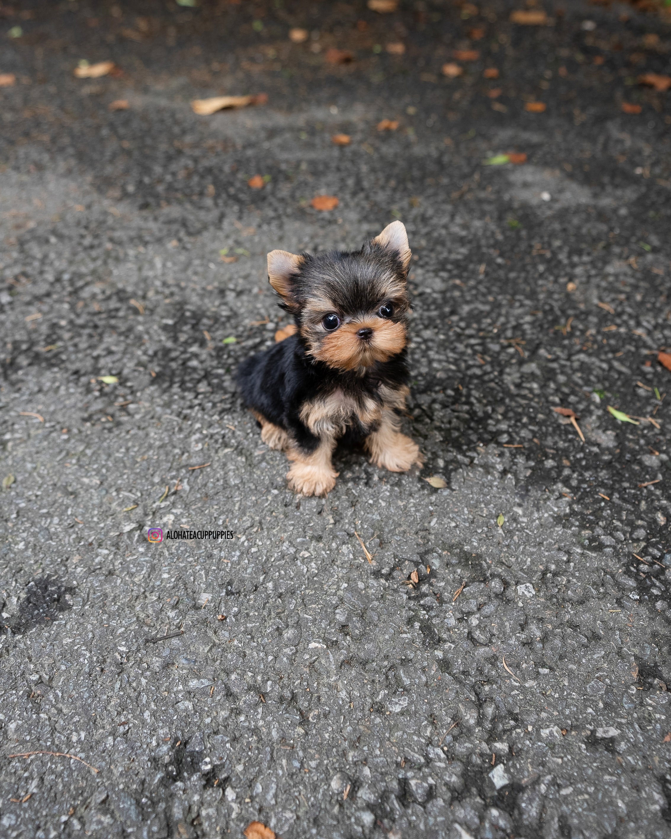 Pepsi [TEACUP YORKIE]