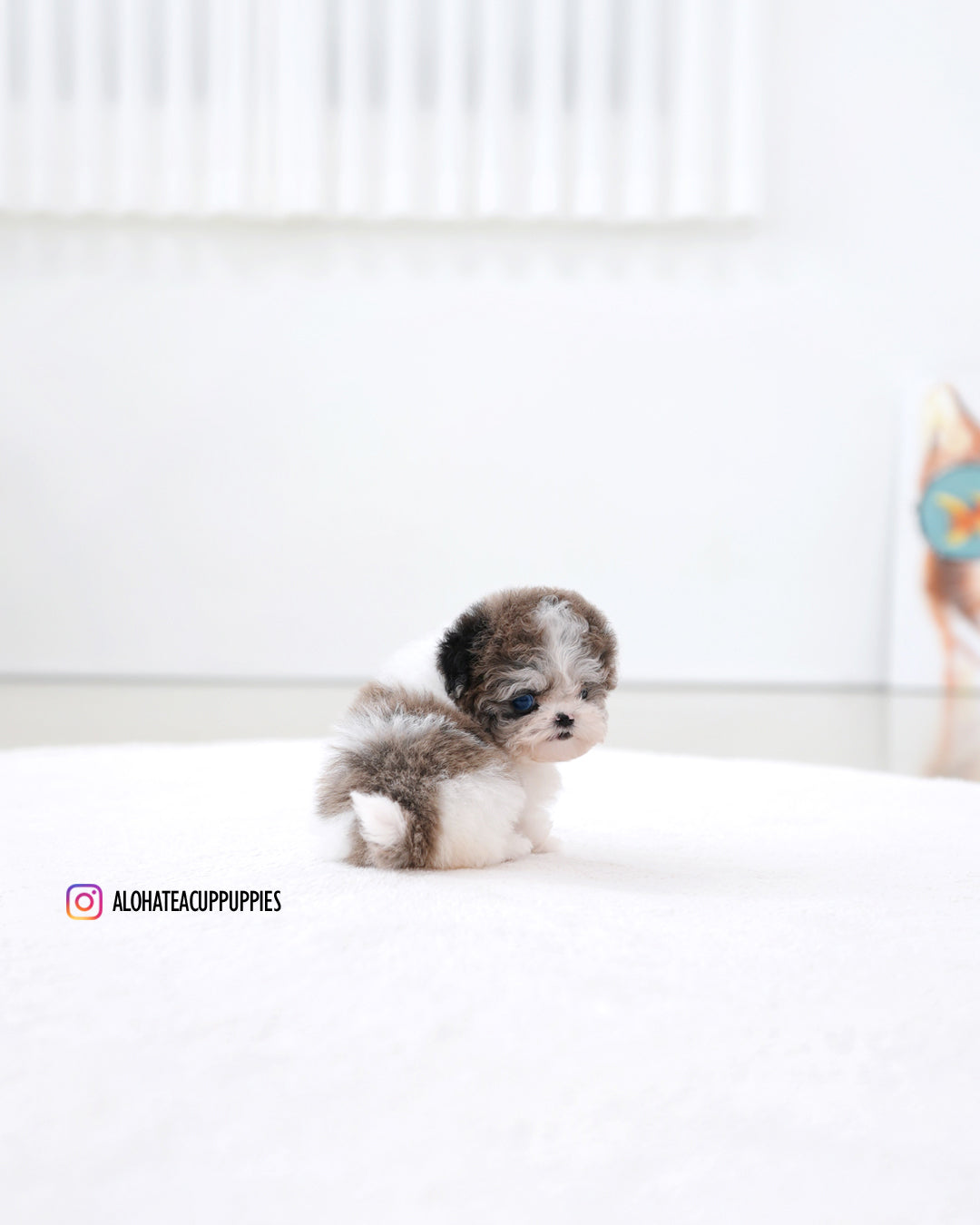 Mira [TEACUP MALTIPOO]