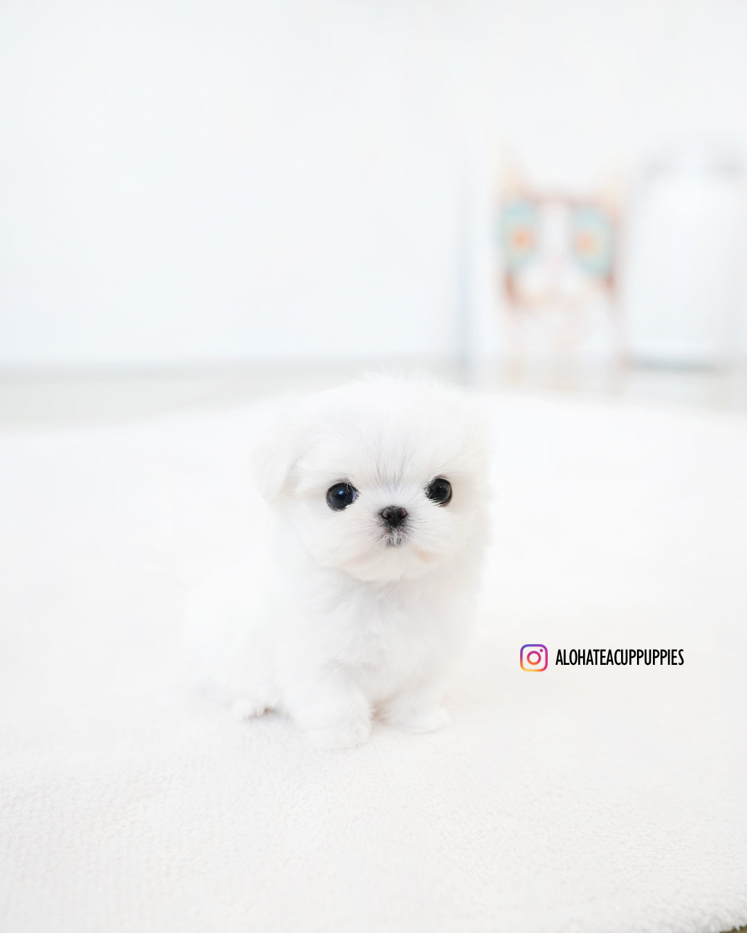Noel [TEACUP MALTESE]