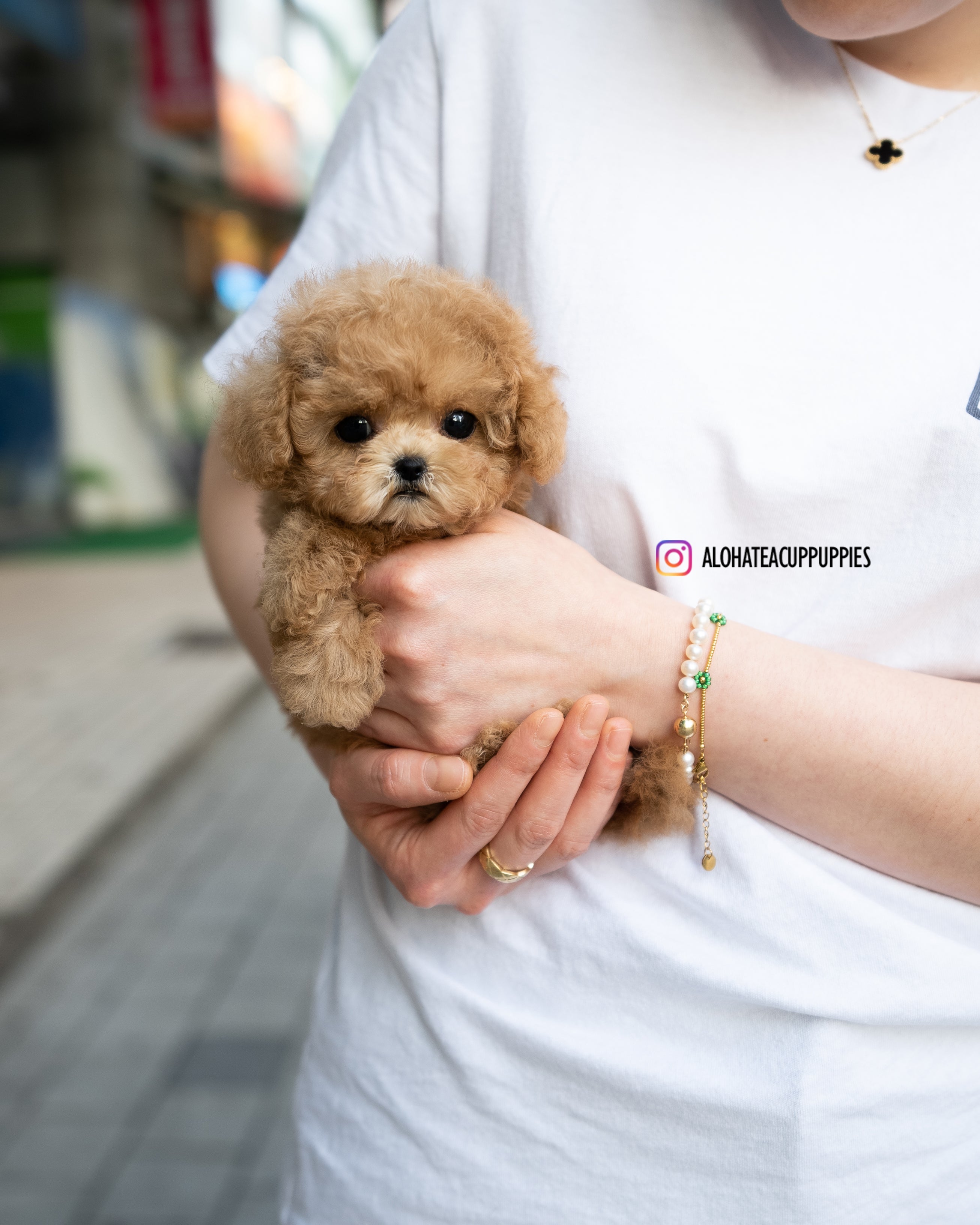 Dolly [TEACUP MALTIPOO]