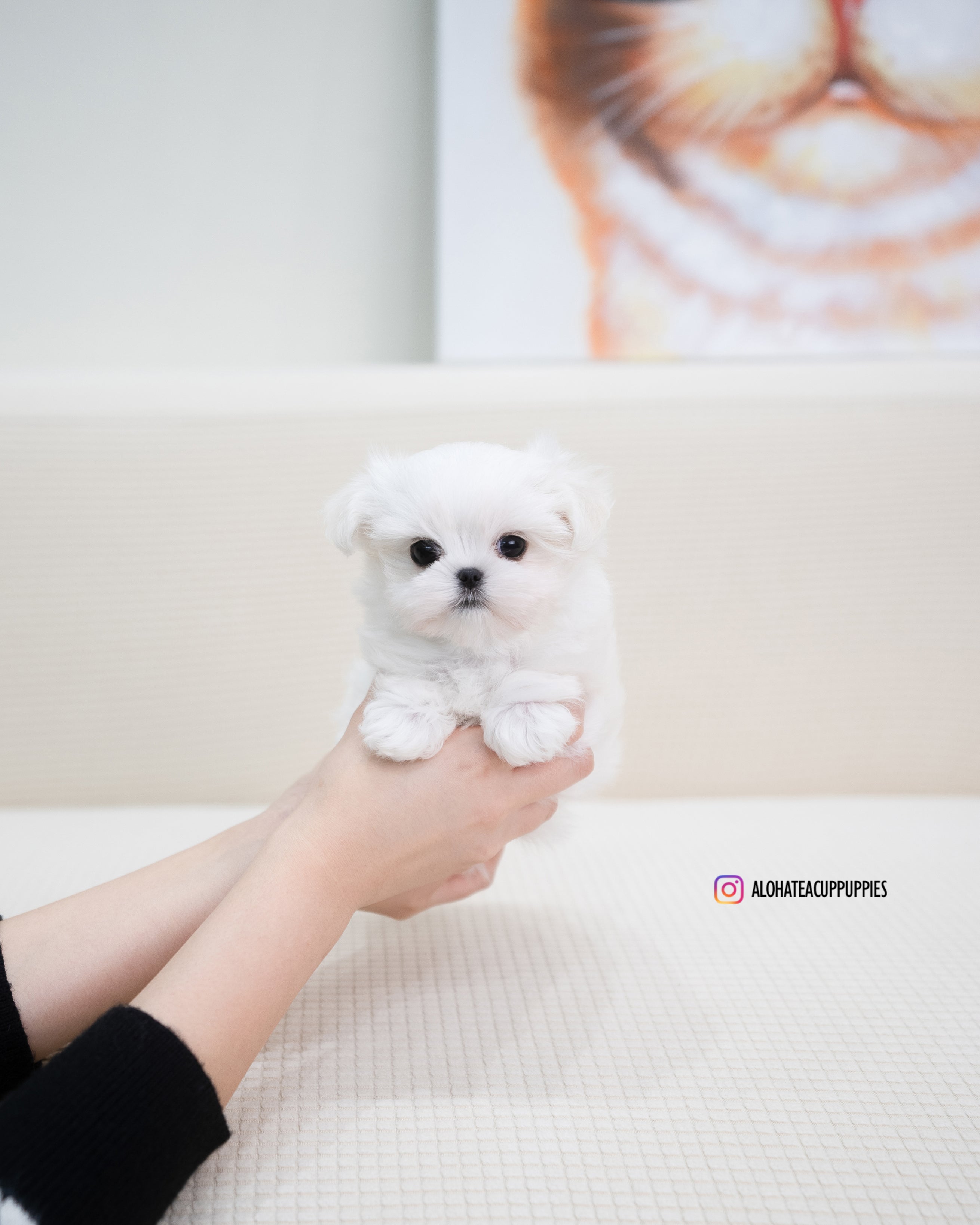 Terry [TEACUP MALTESE]