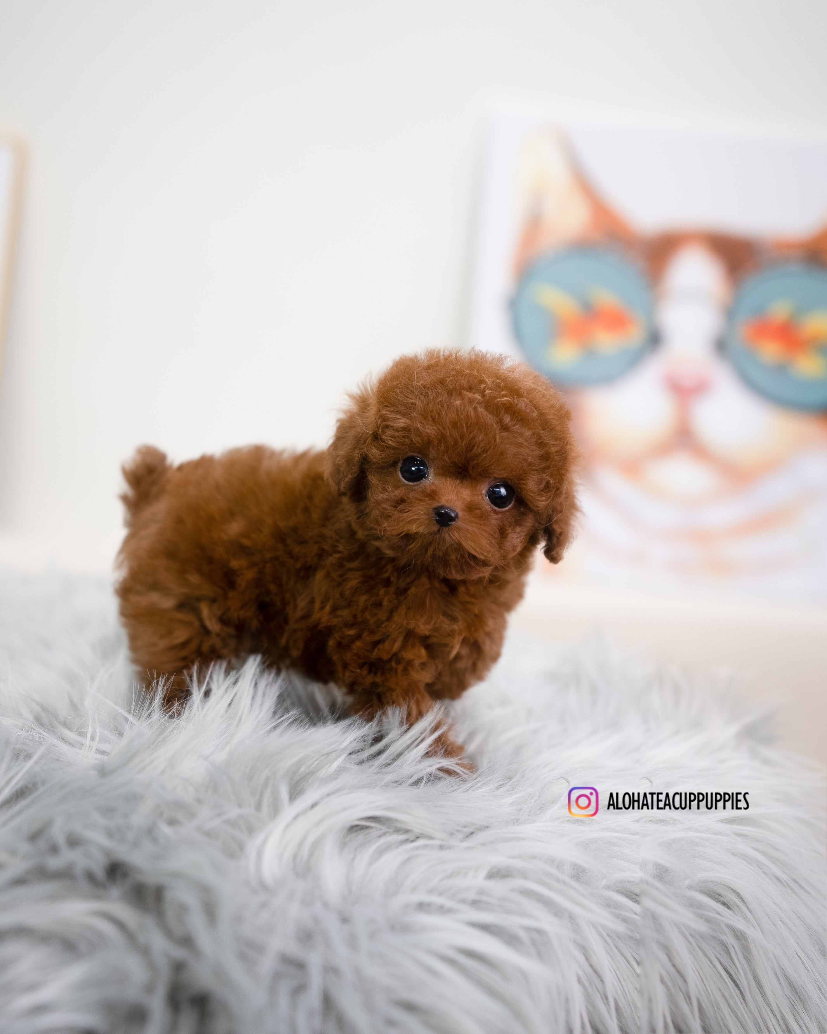jordan [TEACUP POODLE]