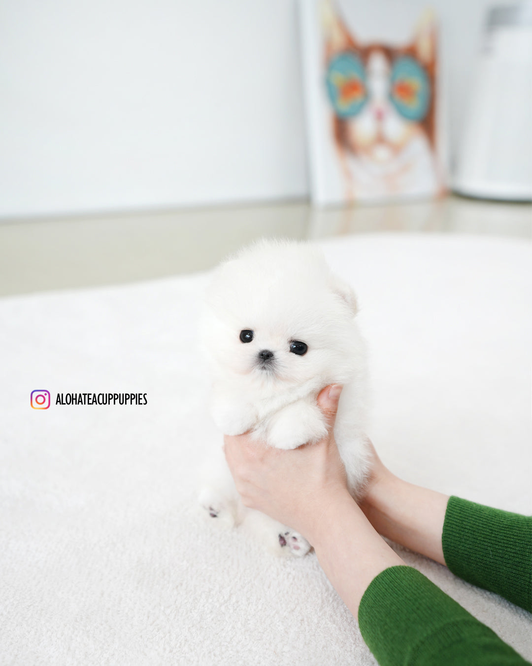 艾奥娜 [茶杯博美犬]