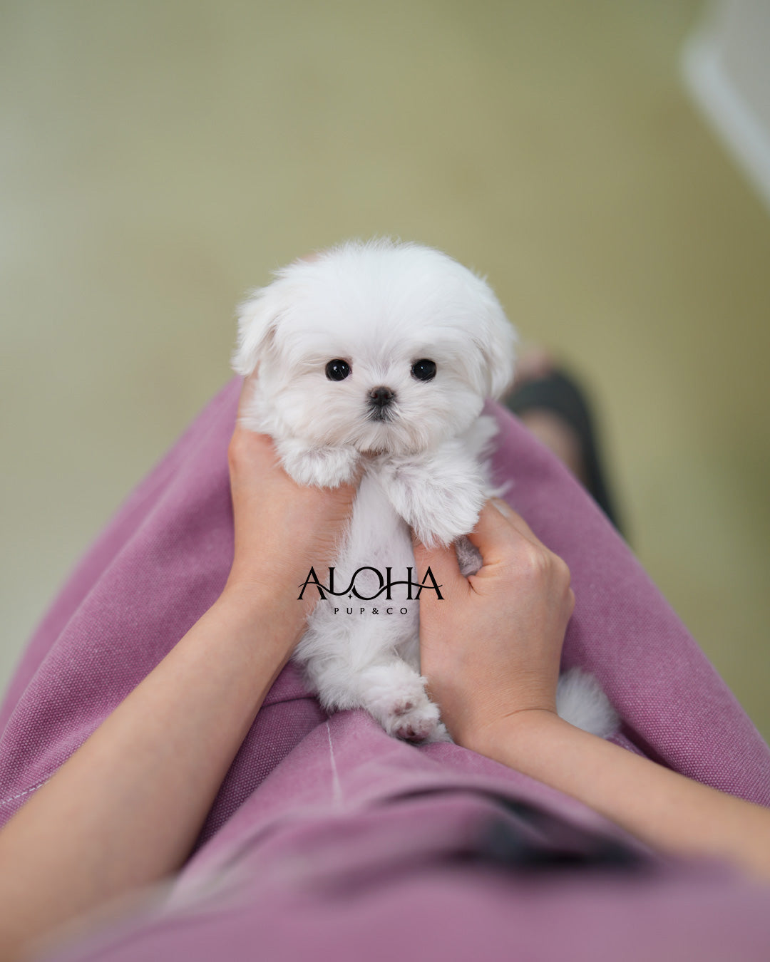 Mini [TEACUP Maltese]