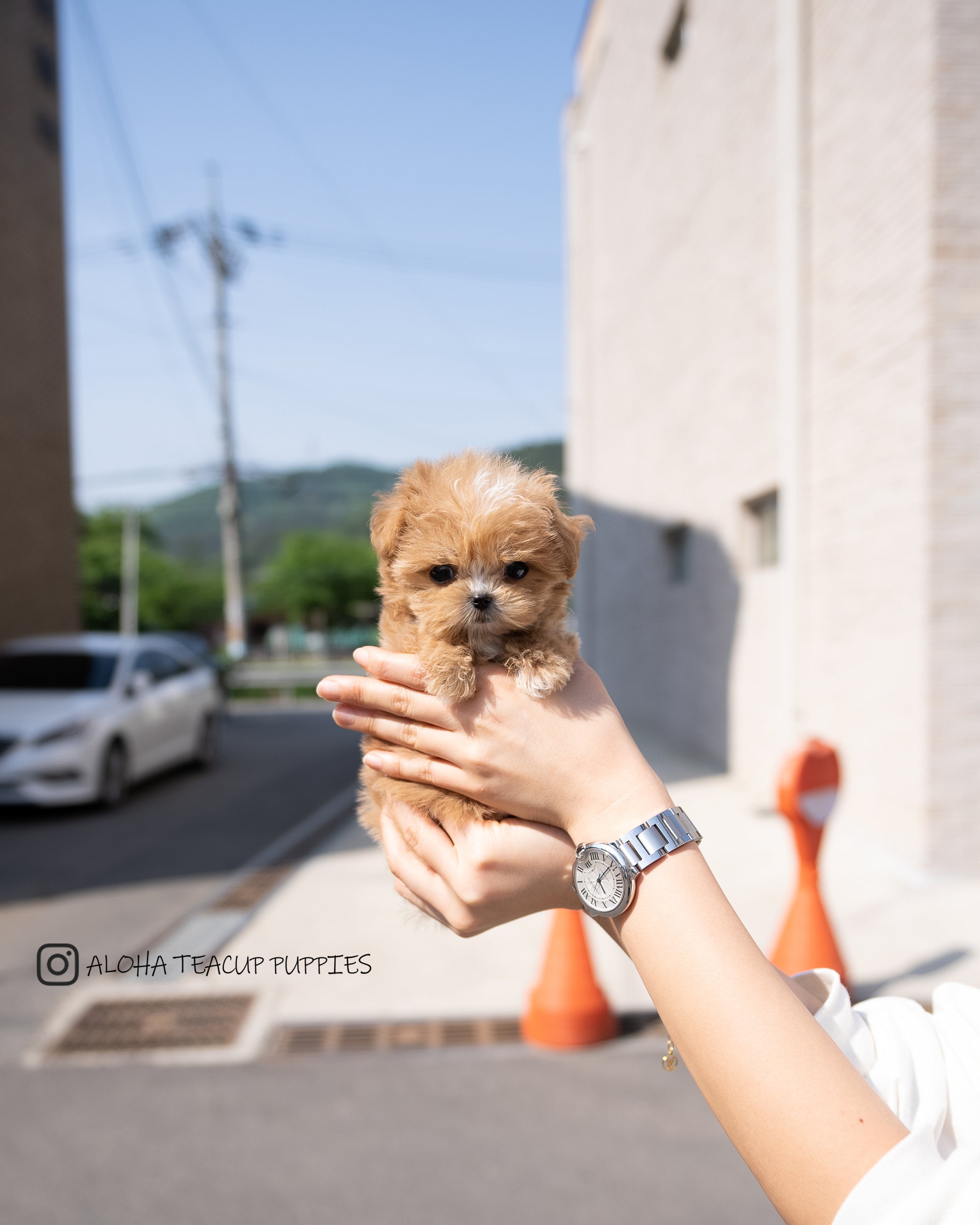 Vincent [TEACUP MALTIPOO]