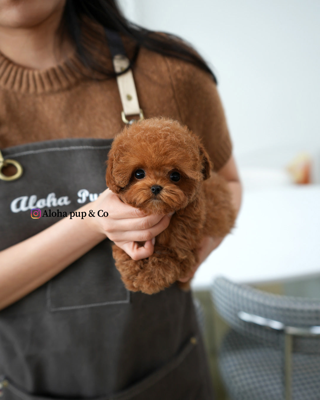 Jelly [TEACUP MALTIPOO]