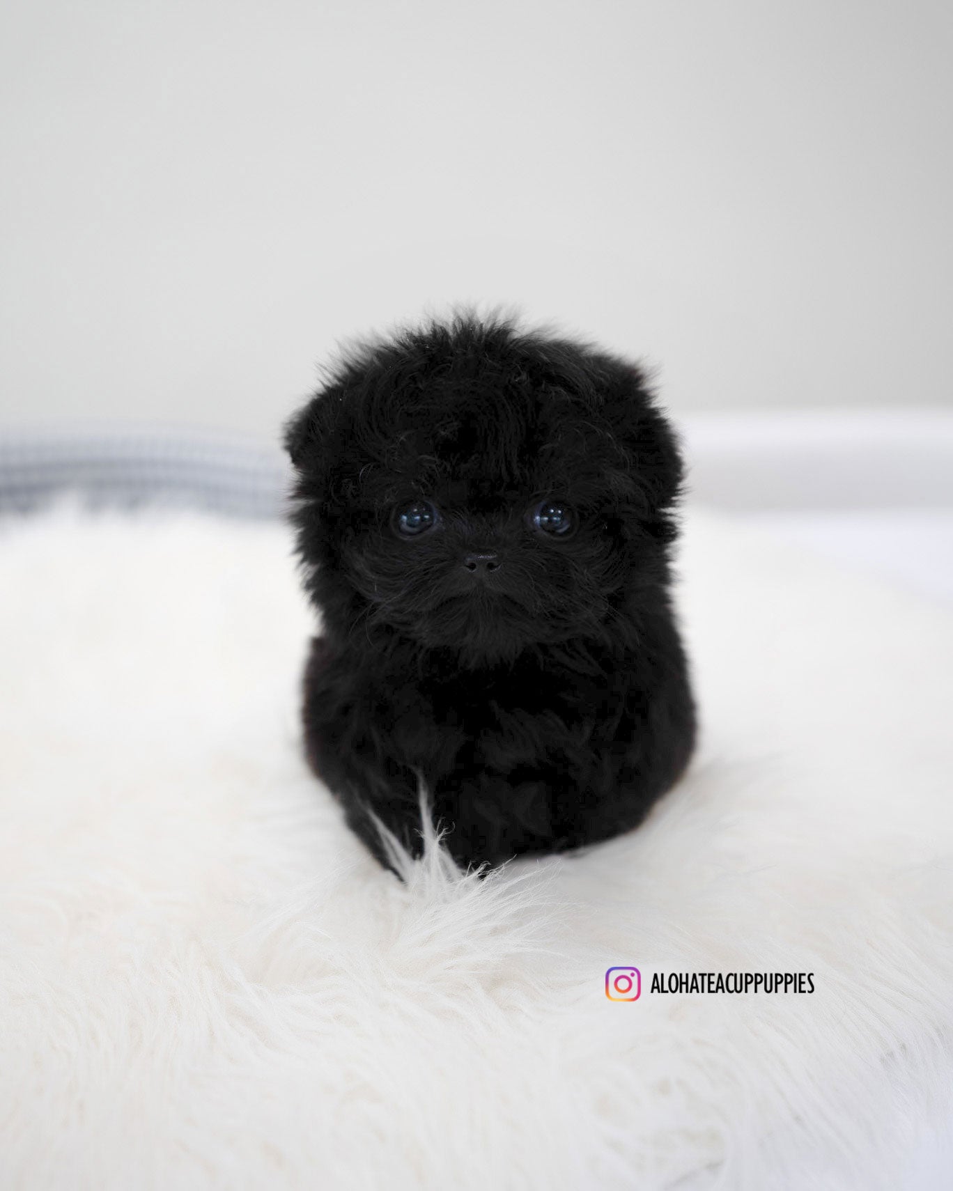 Bin [TEACUP MALTIPOO]