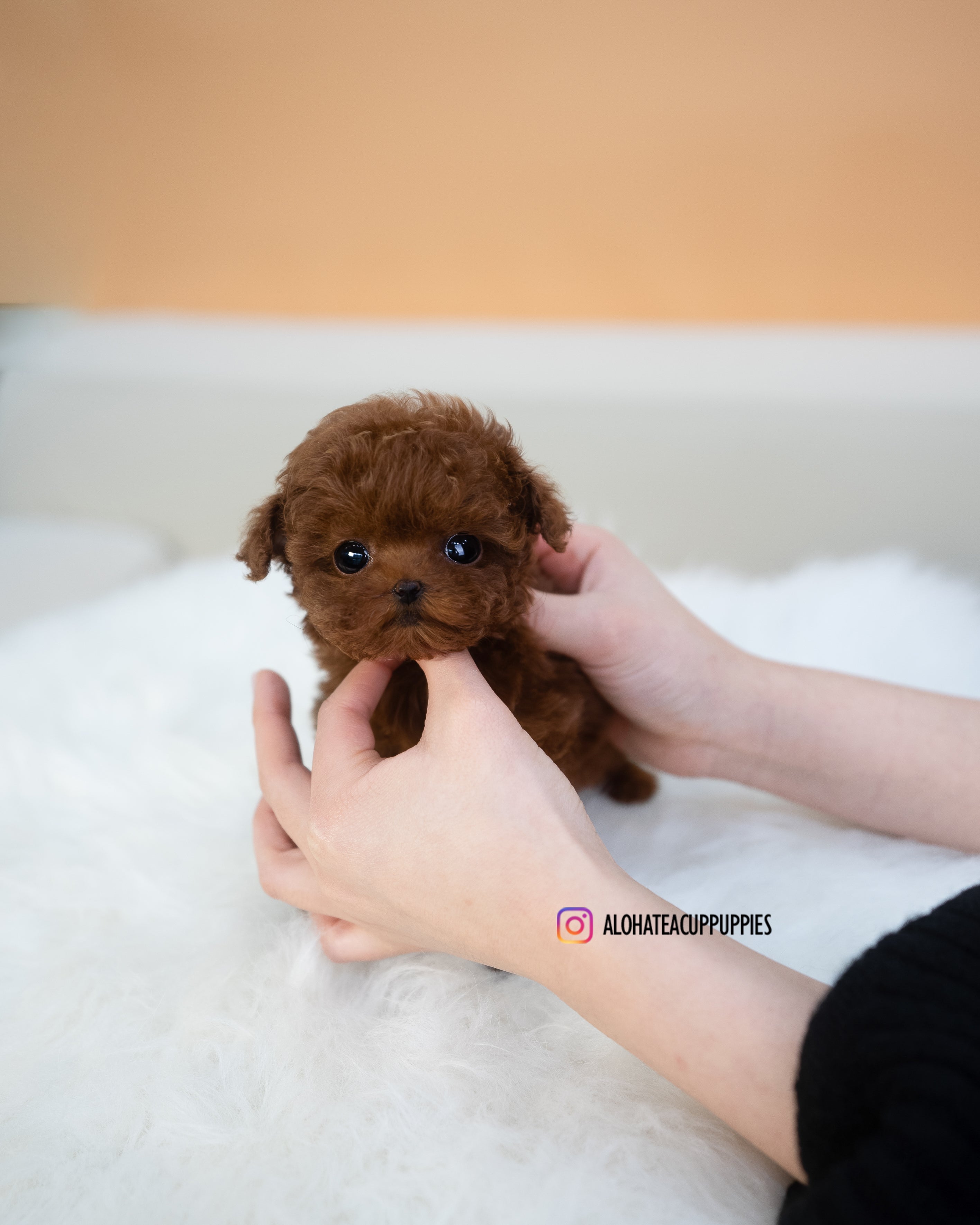 Mini [TEACUP POODLE]