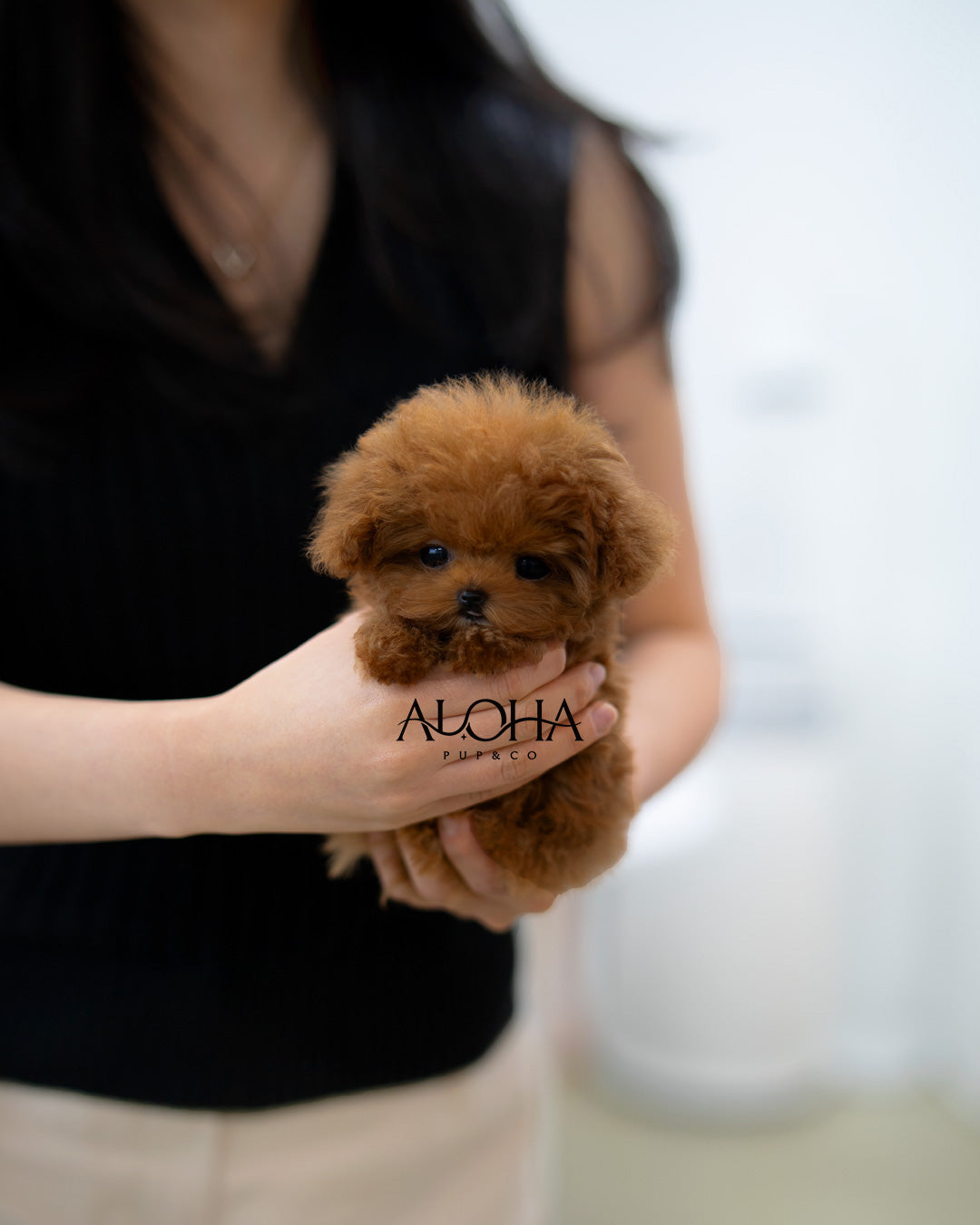 Bay [TEACUP POODLE]