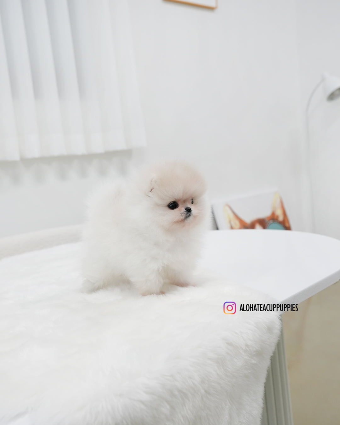 Sam [POMERANIA TAZA DE TÉ]