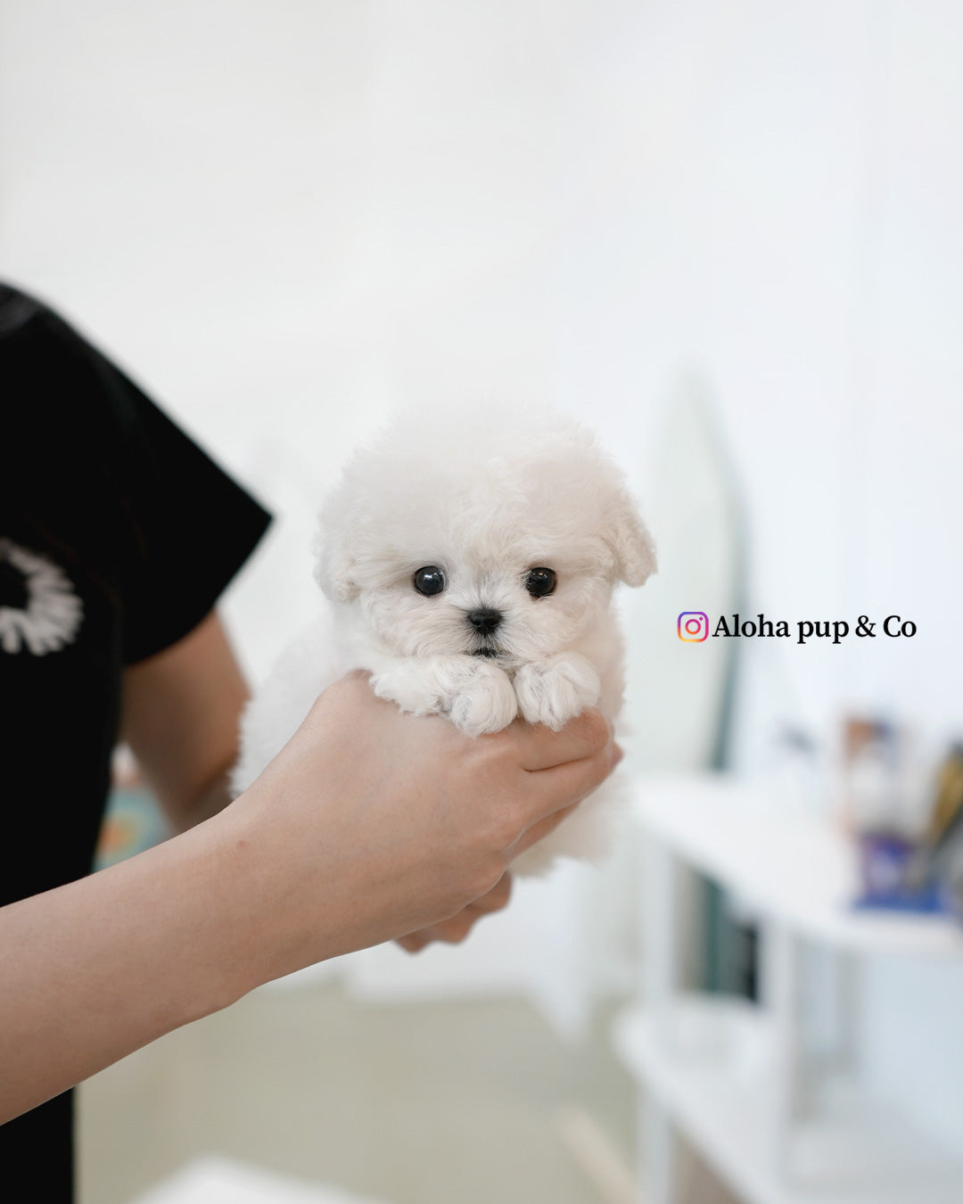 Bubble [TEACUP BICHON]