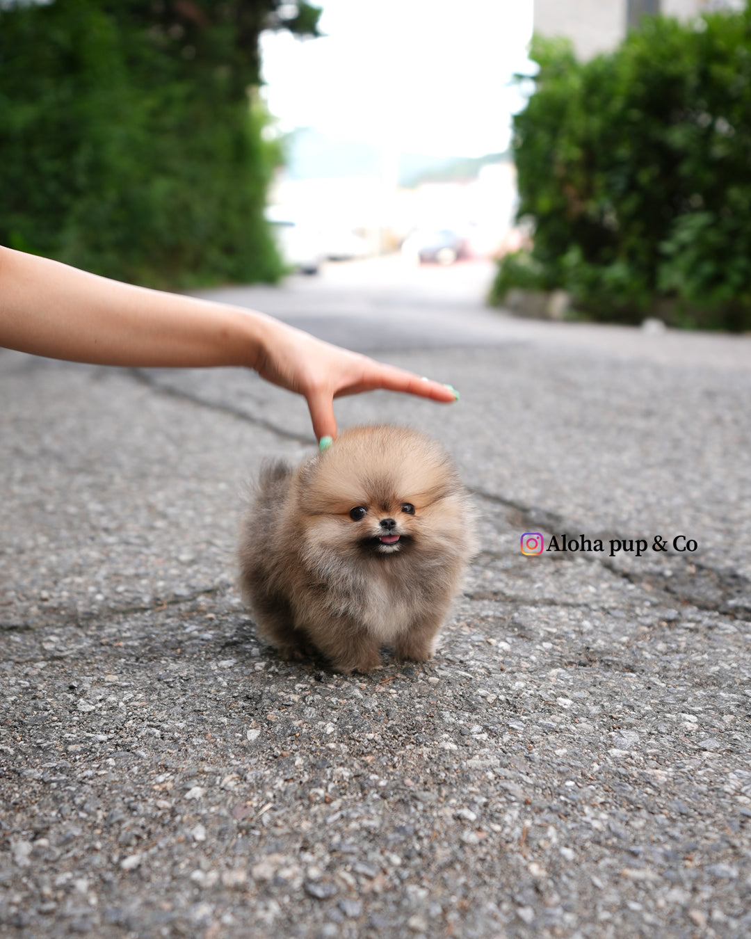 Berry [POMERANIA TAZA DE TÉ]