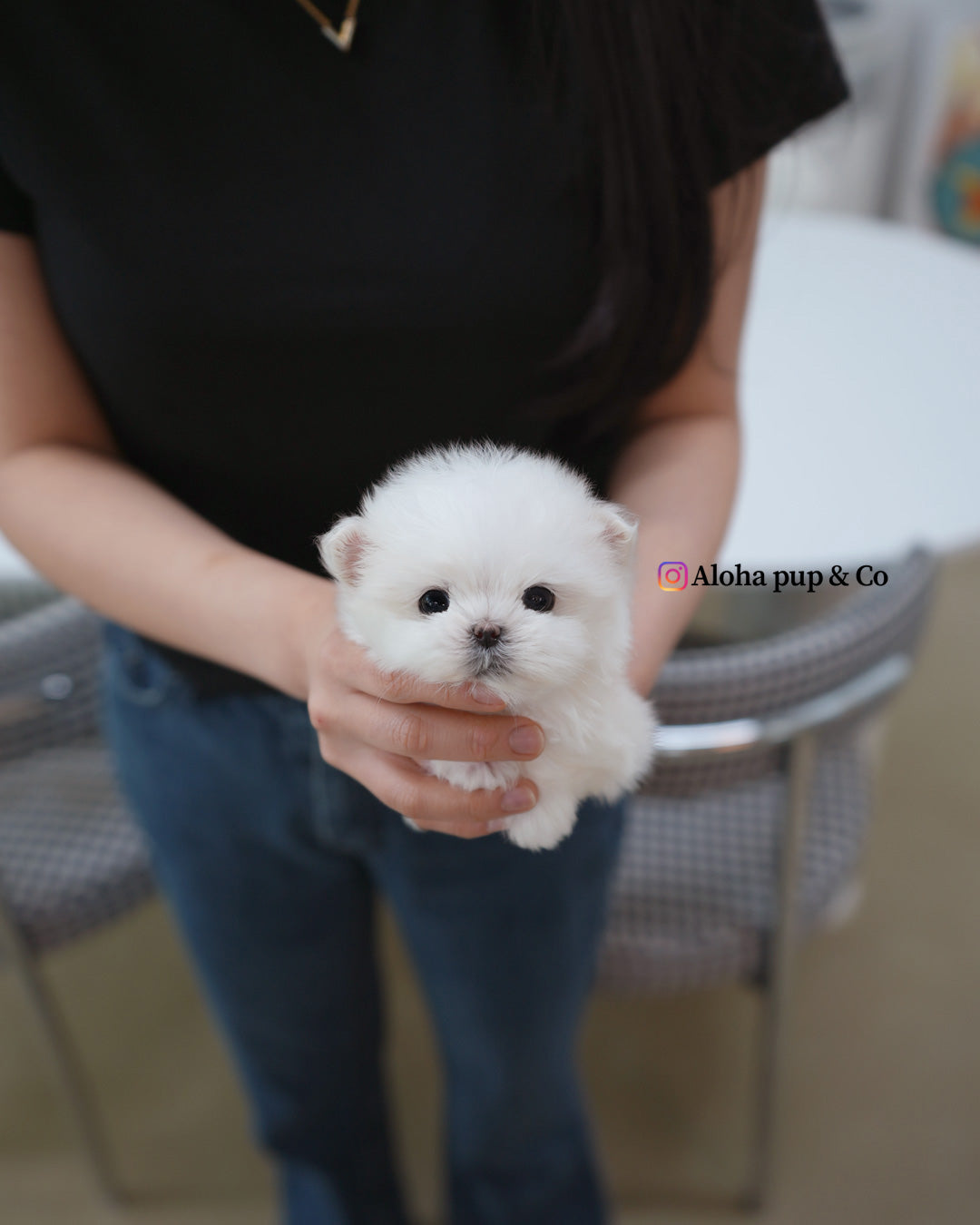 Mia [TEACUP MALTESE]