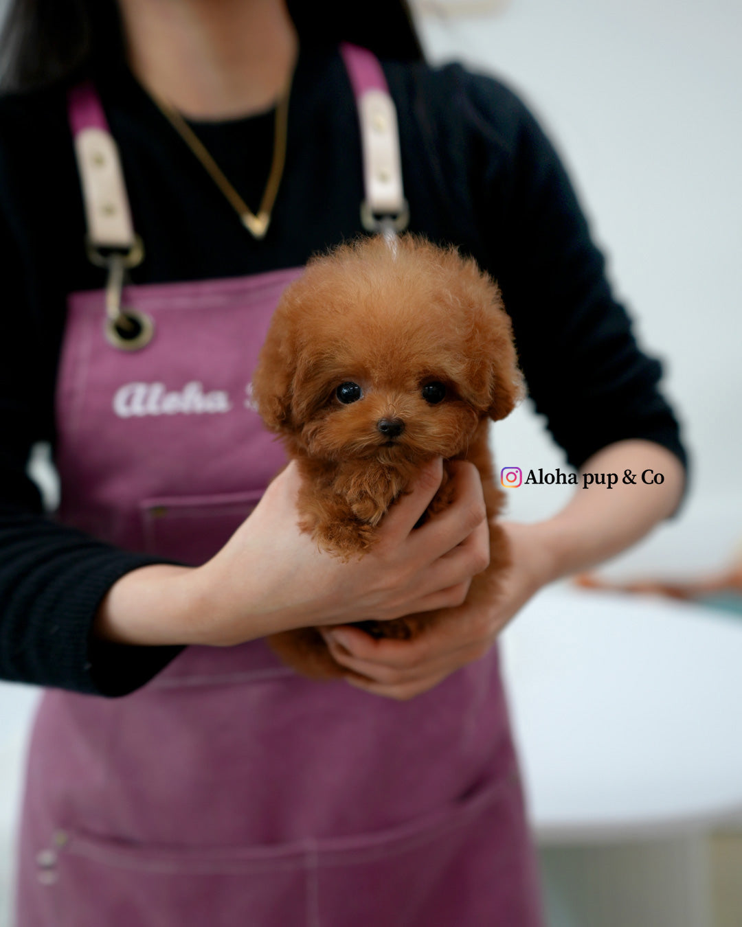 Theo [TEACUP POODLE]