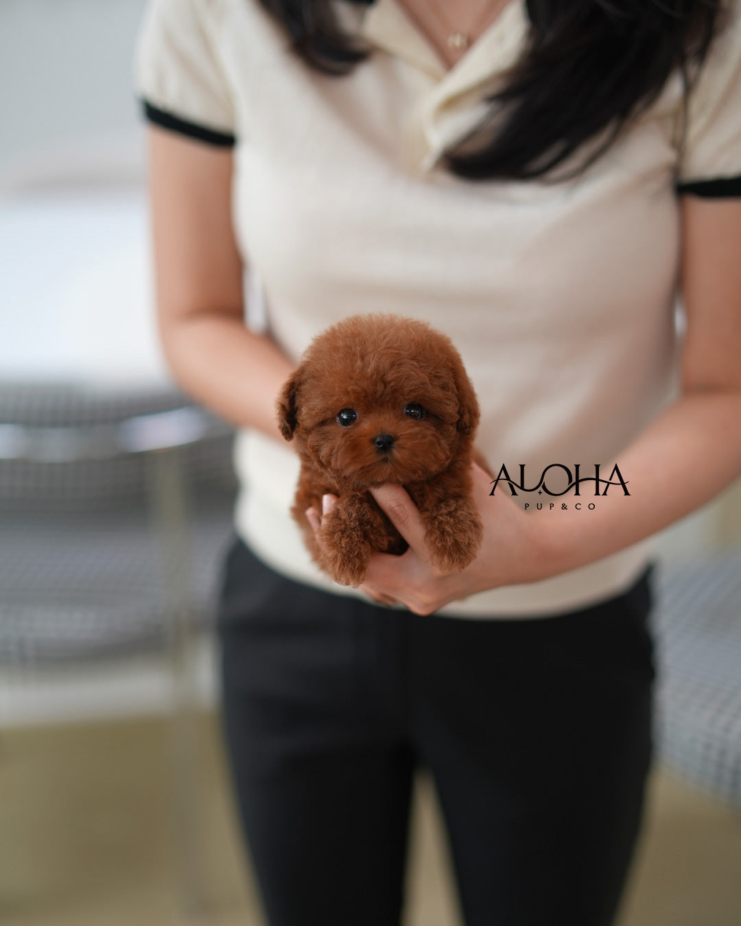 Jerry [TEACUP POODLE]