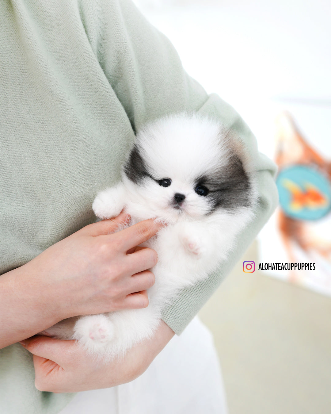 Lanvin [POMERANIA TAZA DE TÉ]