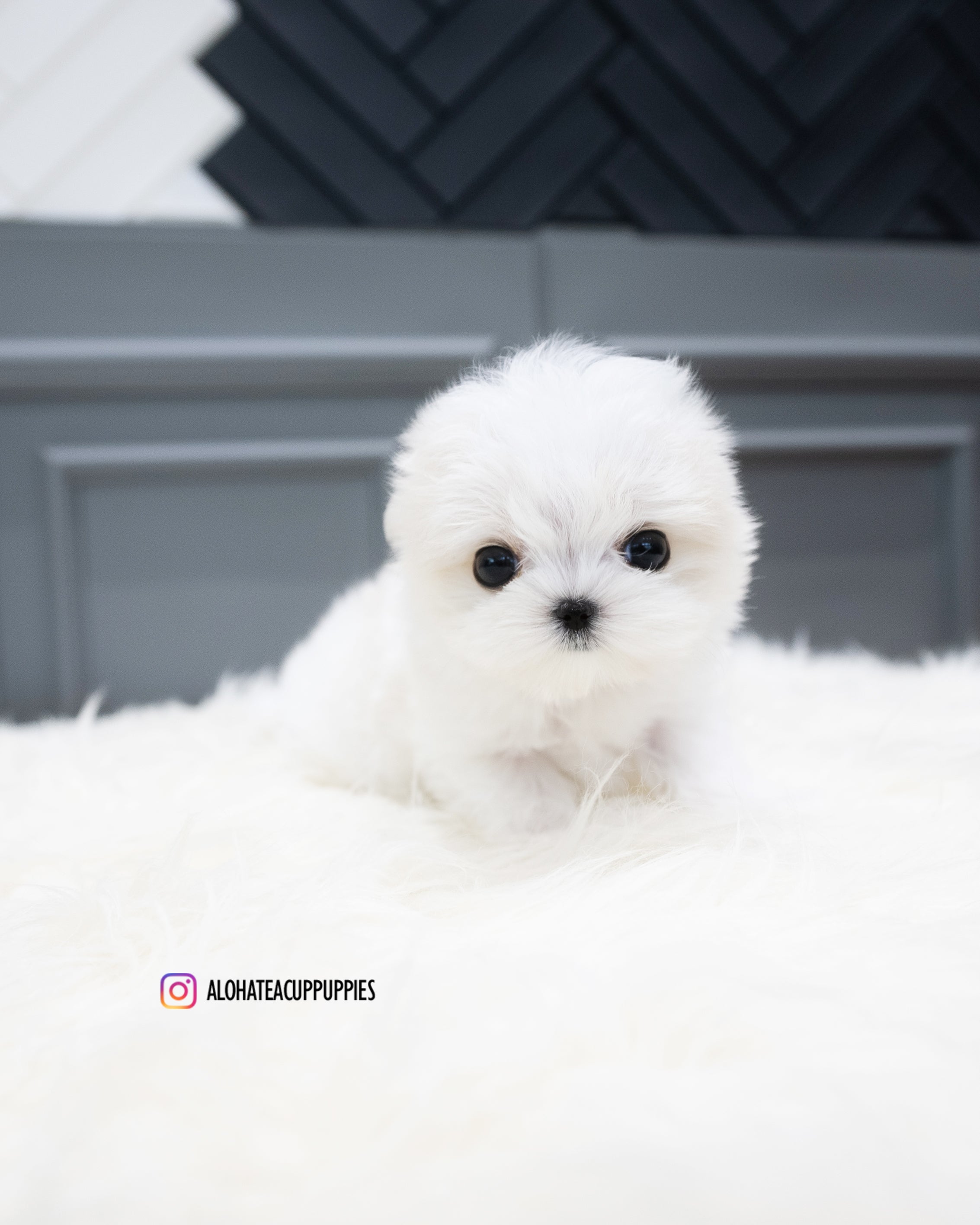 Will [TEACUP MALTESE]