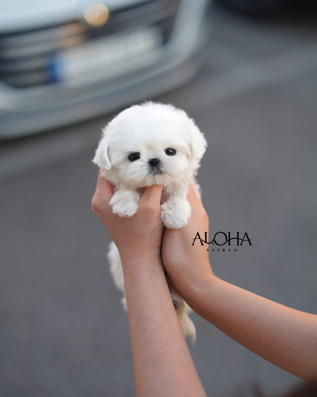 Mallow [TEACUP Maltese]