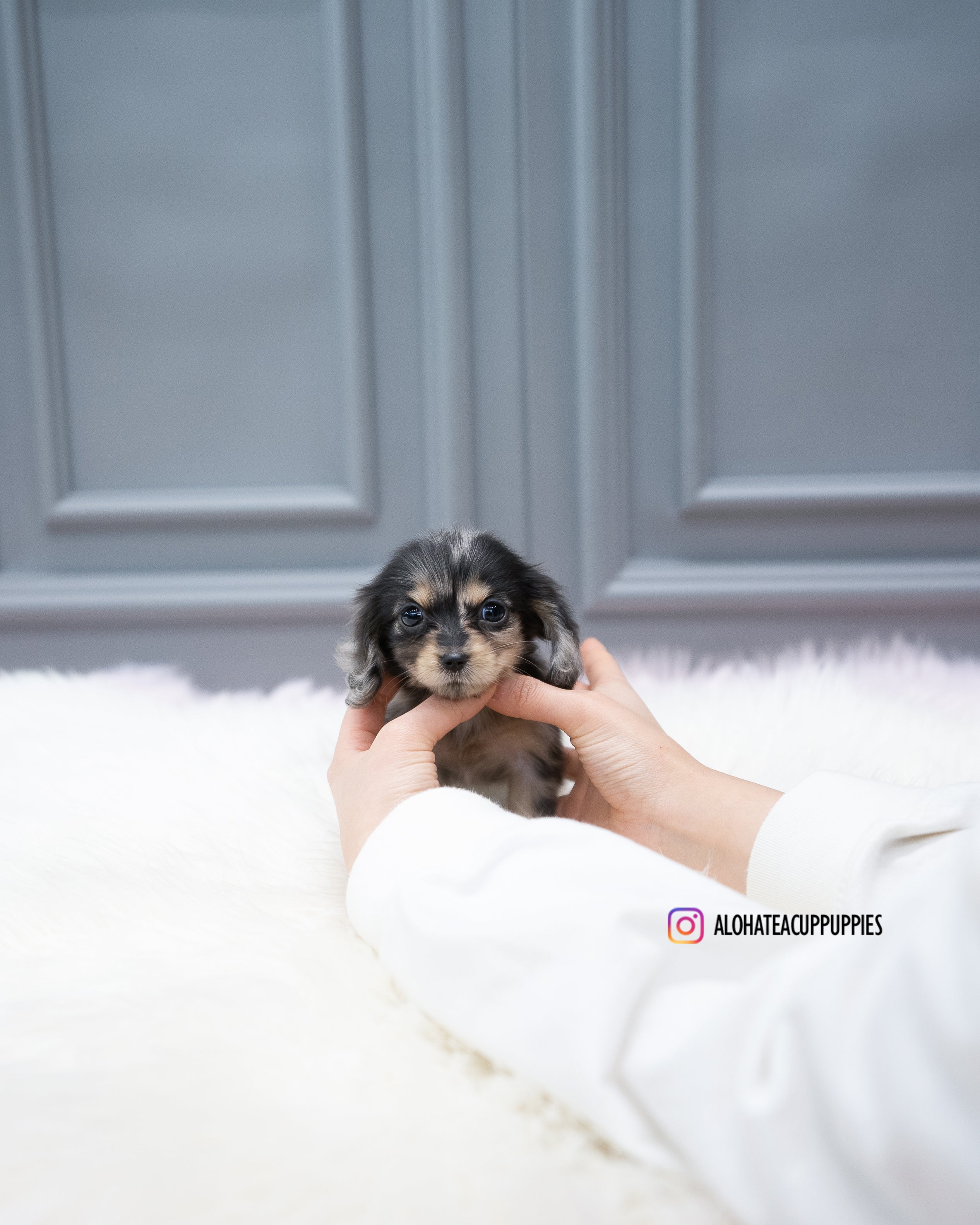 Molly [TEACUP DACHSHUND]