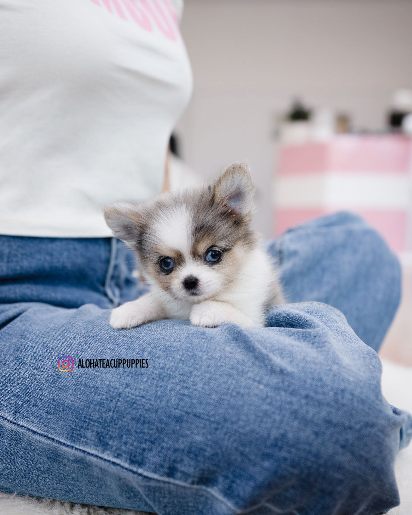 Berry [POMSKY TAZA DE TÉ]