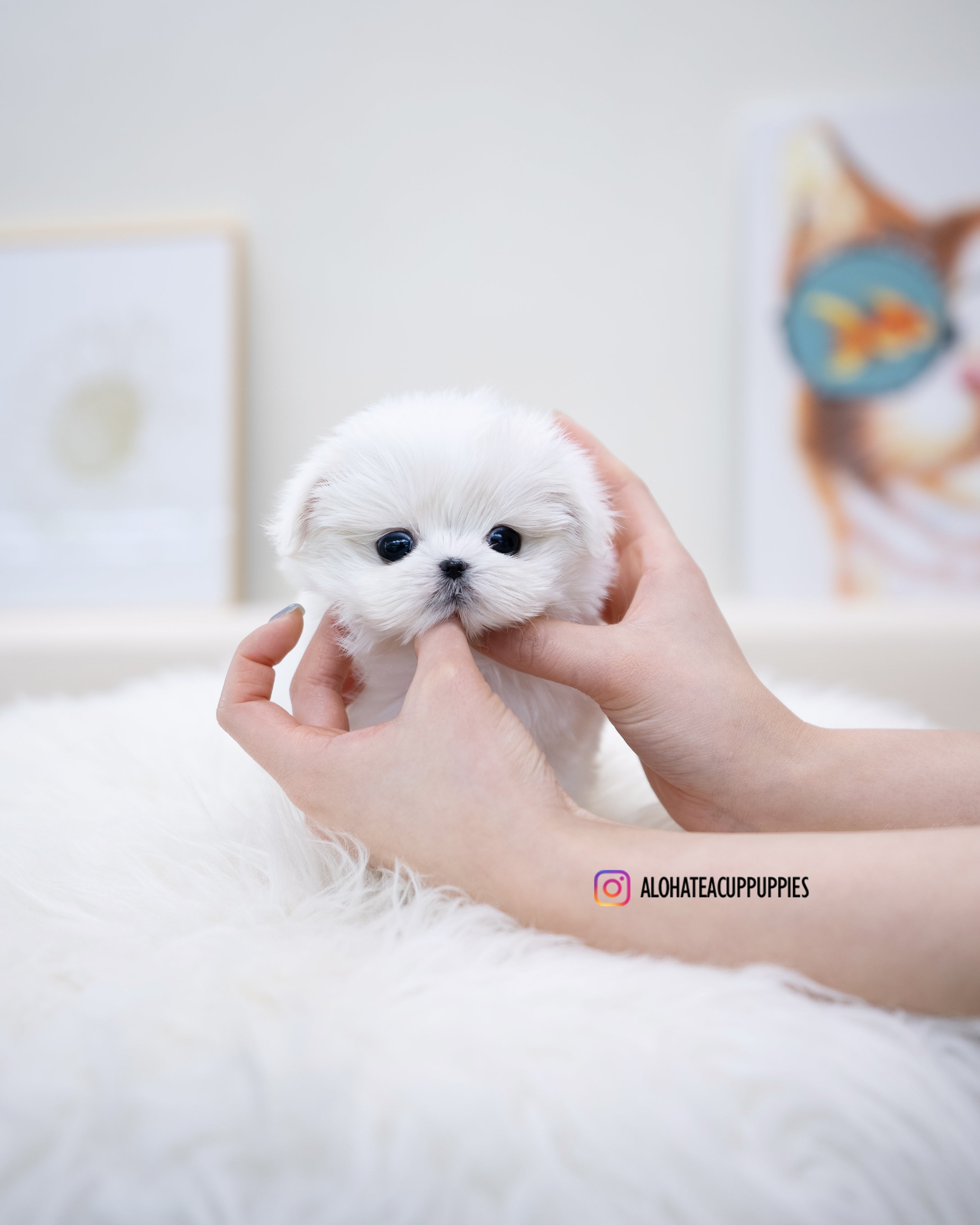 Ari [TEACUP MALTESE]