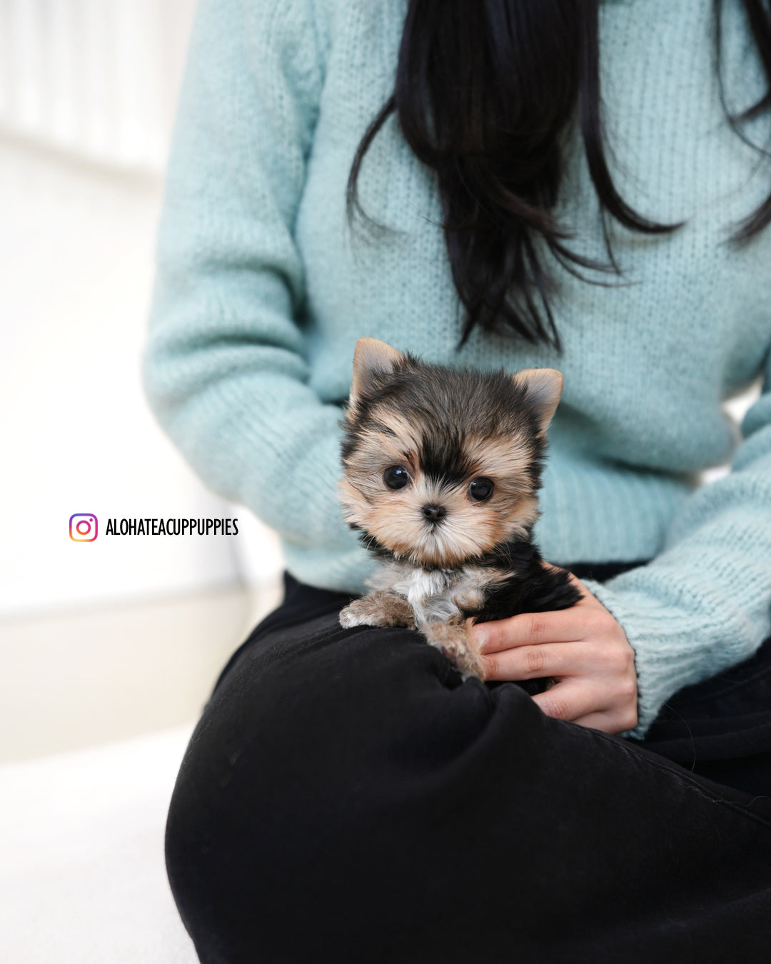 Mac [Teacup YORKIE]