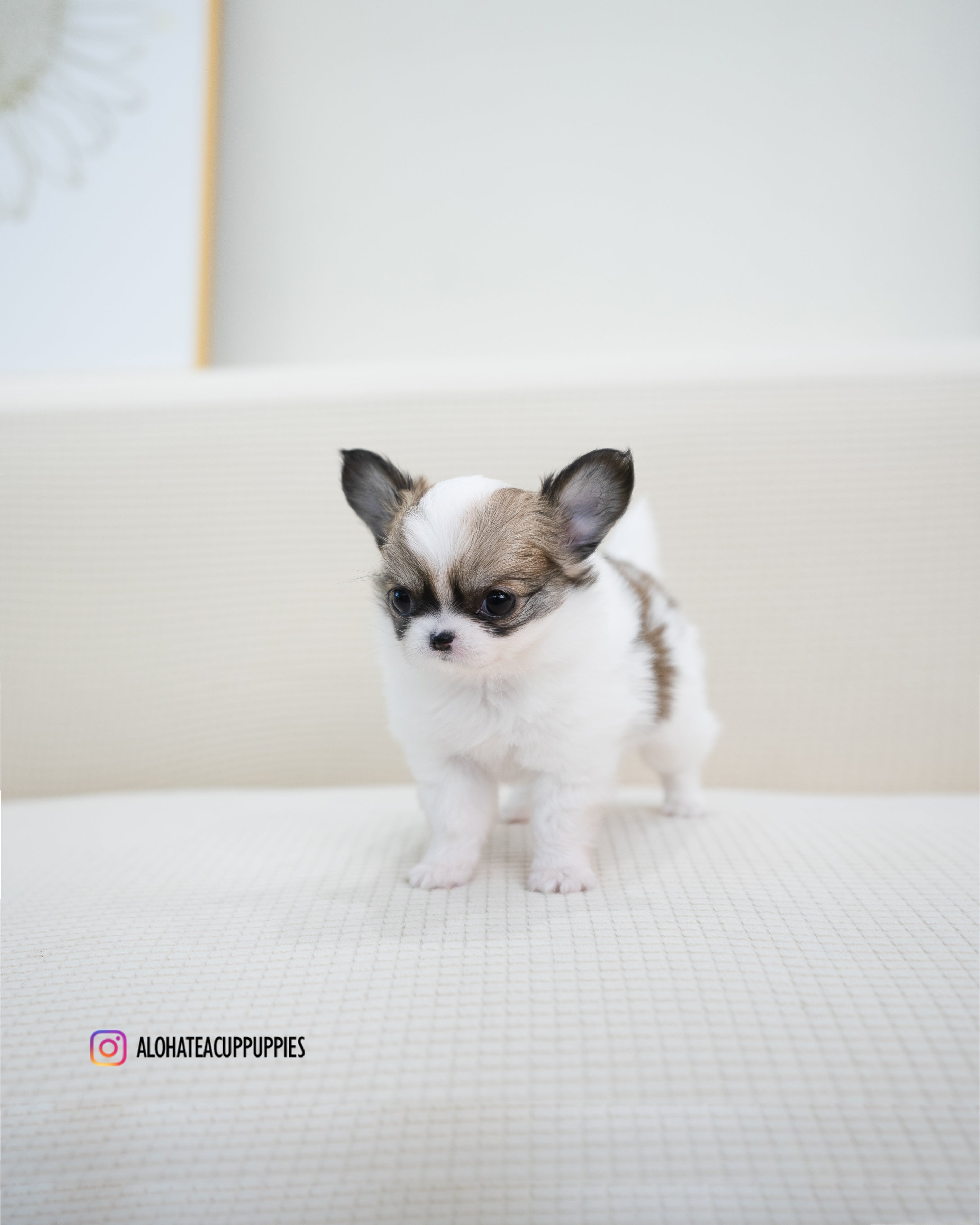 Amy [TEACUP CHIHUAHUA]