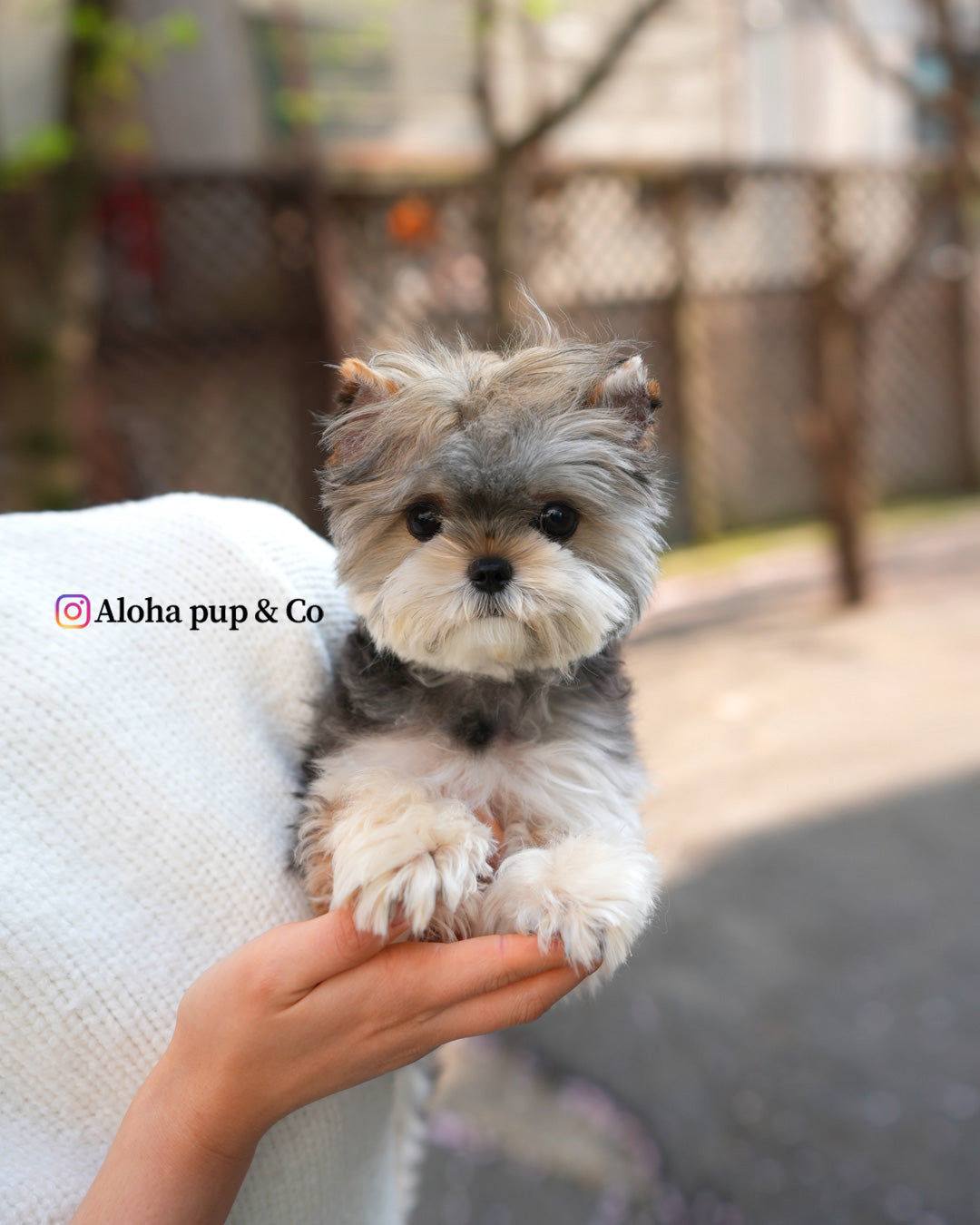 Pixy [Mini Morkie]