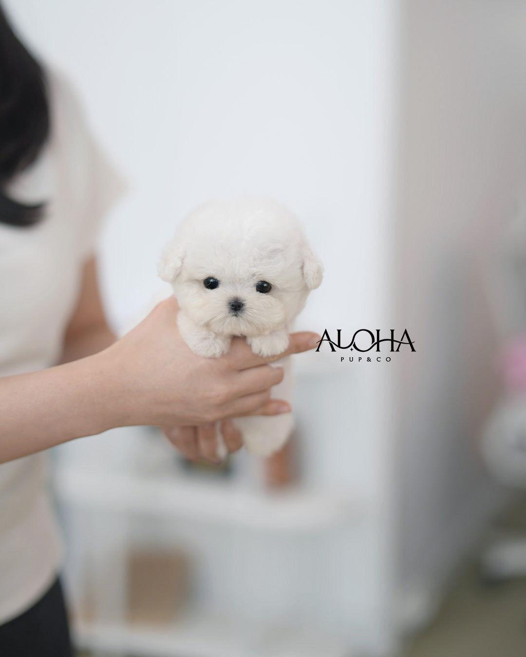 Lola [TEACUP BICHON Frise]