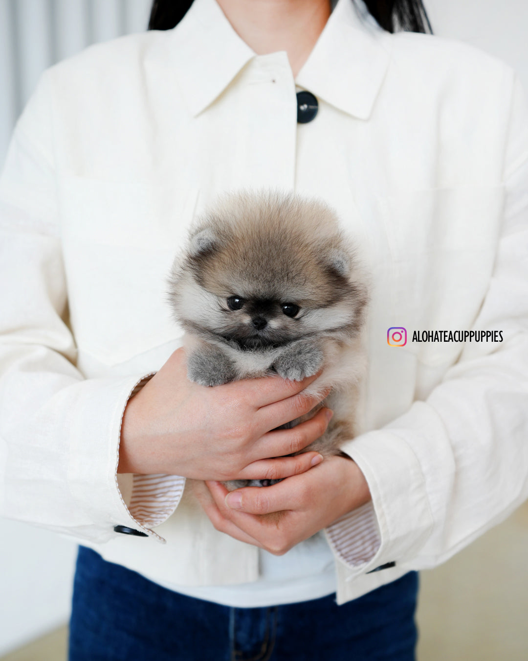 Diego [POMERANIA TAZA DE TÉ]