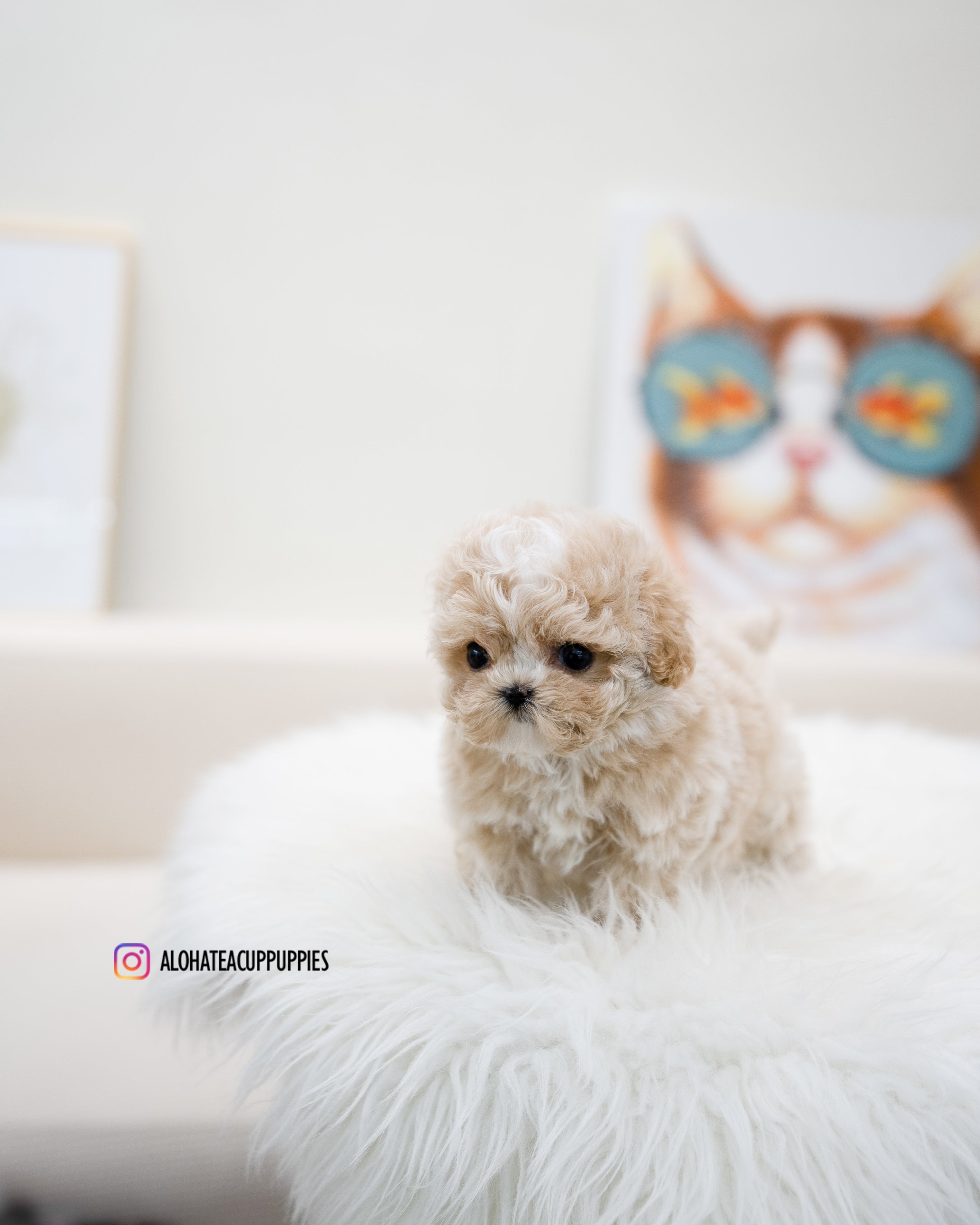 Loewe [TEACUP MALTIPOO]