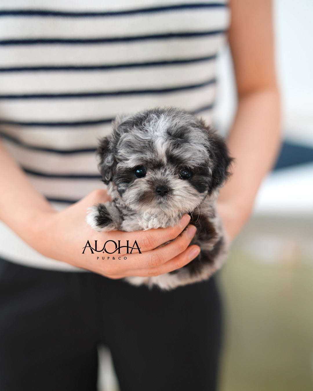 Penny [TEACUP POODLE]
