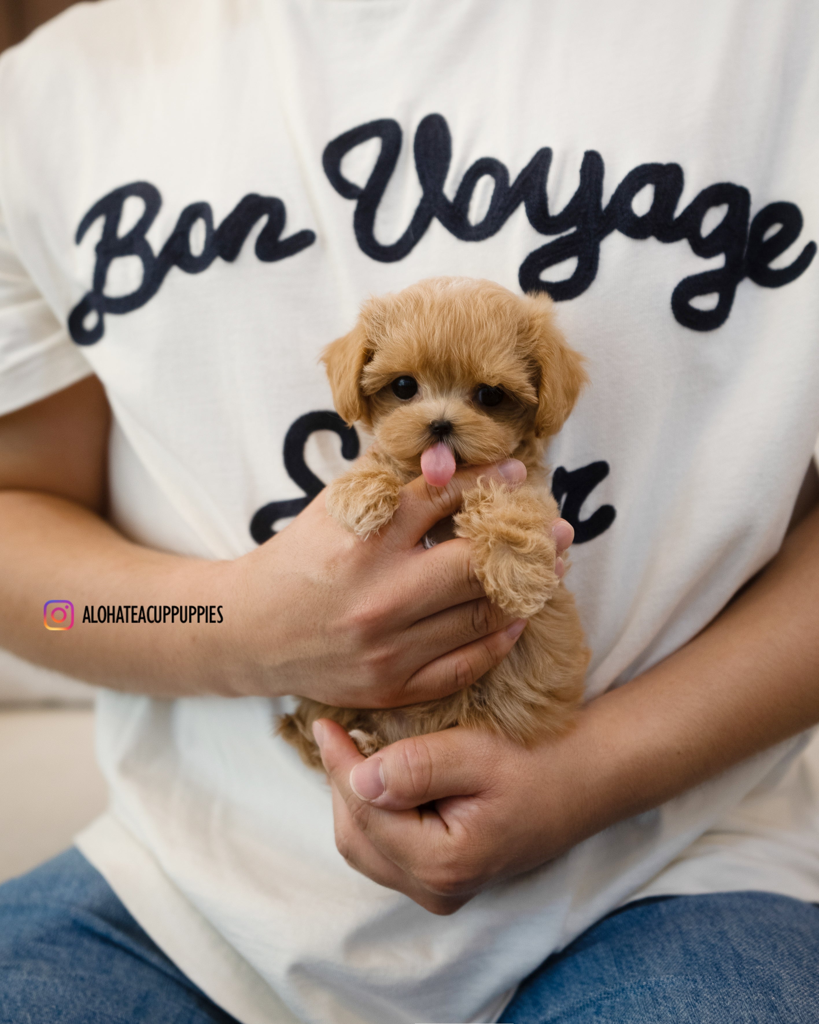Amber [TEACUP MALTIPOO]